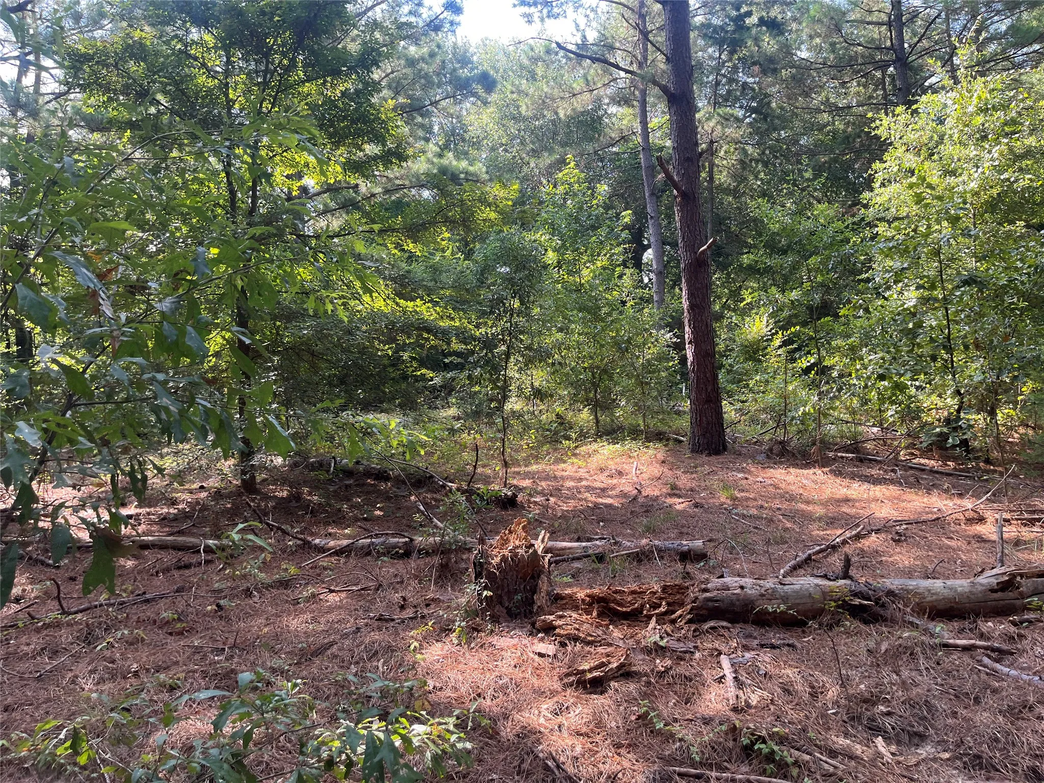 Unimproved Land For Sale in Cherokee County , TBD County Road 3303, Jacksonville, Texas 75766, 0, 0, Garage spaces, 0 Sqft, built in 0, mls#21348866, Real Estate Agent in Jacksonville, Homes For Sale in Cherokee county, Homes For Sale in Jacksonville, Realtor in Jacksonville Texas, Real Estate Brokerage Independent Realty Texas, Luminita Cordes Realtor