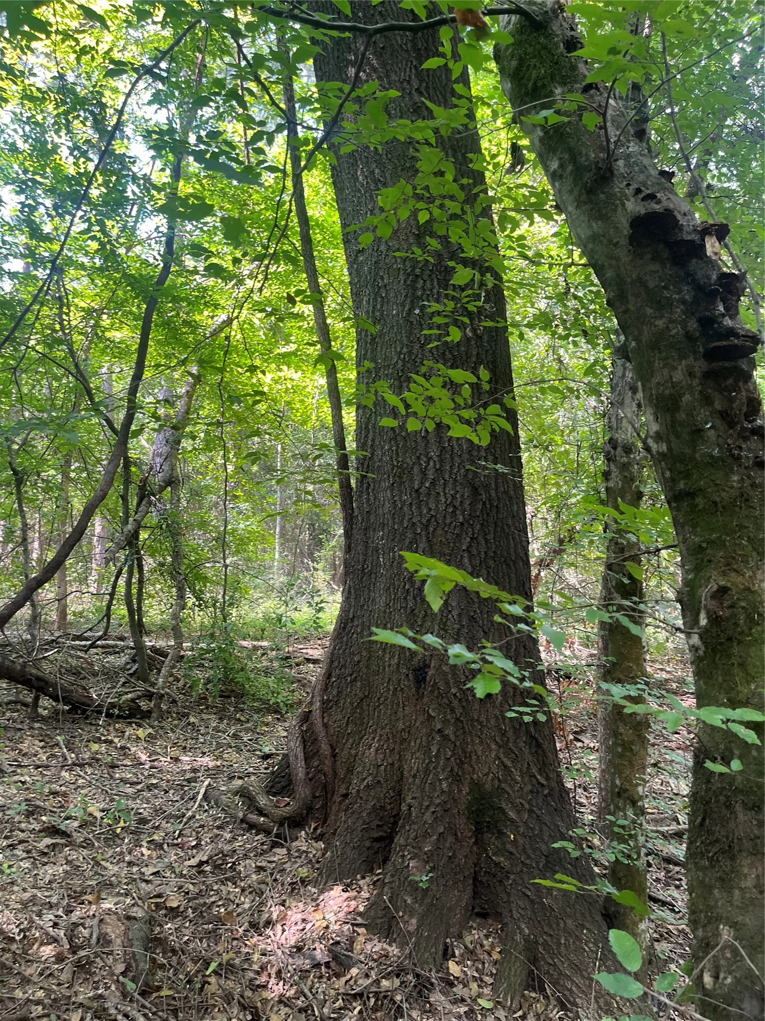 Unimproved Land For Sale in Cherokee County , TBD County Road 3303, Jacksonville, Texas 75766, 0, 0, Garage spaces, 0 Sqft, built in 0, mls#21348866, Real Estate Agent in Jacksonville, Homes For Sale in Cherokee county, Homes For Sale in Jacksonville, Realtor in Jacksonville Texas, Real Estate Brokerage Independent Realty Texas, Luminita Cordes Realtor