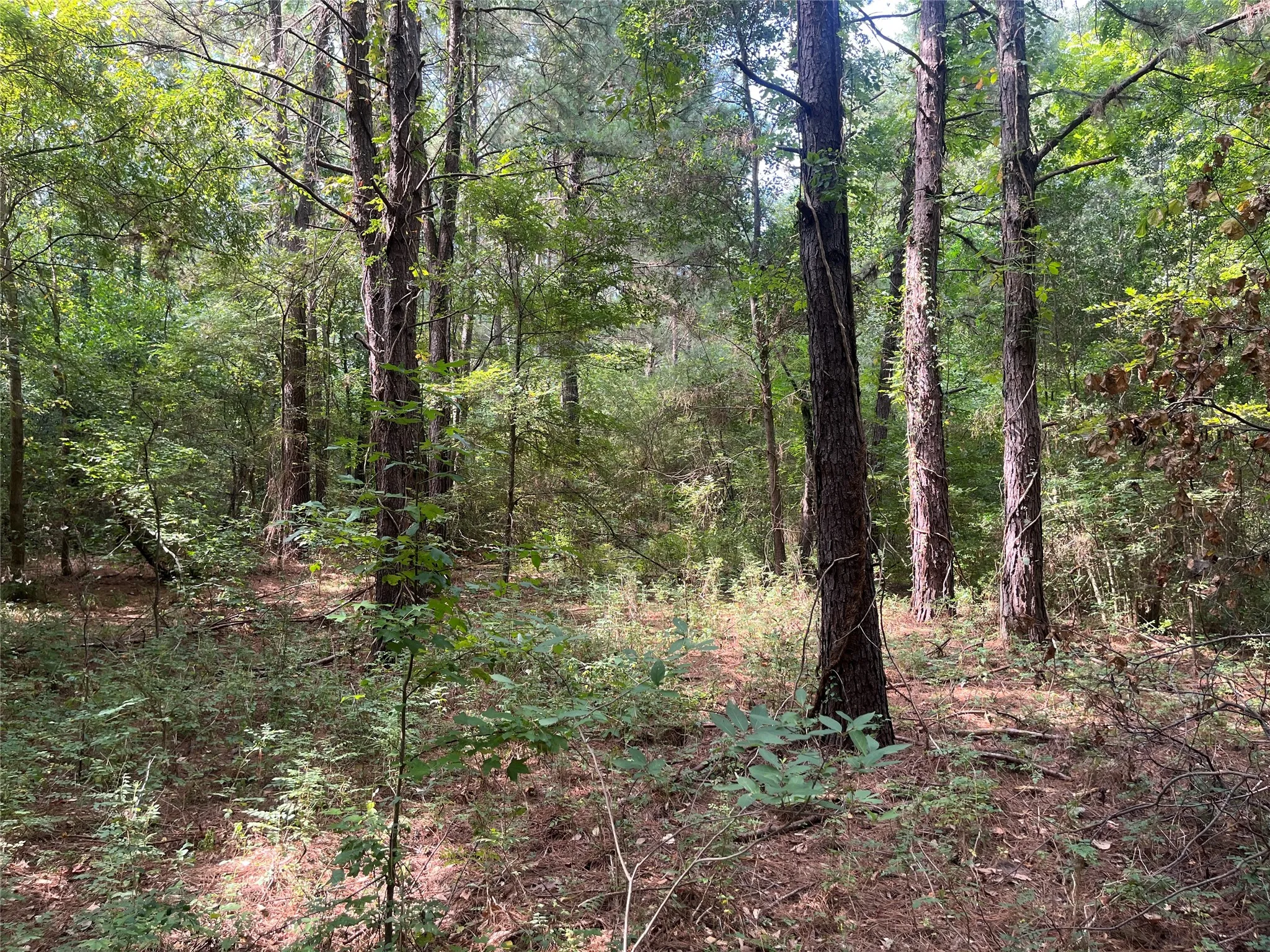 Unimproved Land For Sale in Cherokee County , TBD County Road 3303, Jacksonville, Texas 75766, 0, 0, Garage spaces, 0 Sqft, built in 0, mls#21348866, Real Estate Agent in Jacksonville, Homes For Sale in Cherokee county, Homes For Sale in Jacksonville, Realtor in Jacksonville Texas, Real Estate Brokerage Independent Realty Texas, Luminita Cordes Realtor