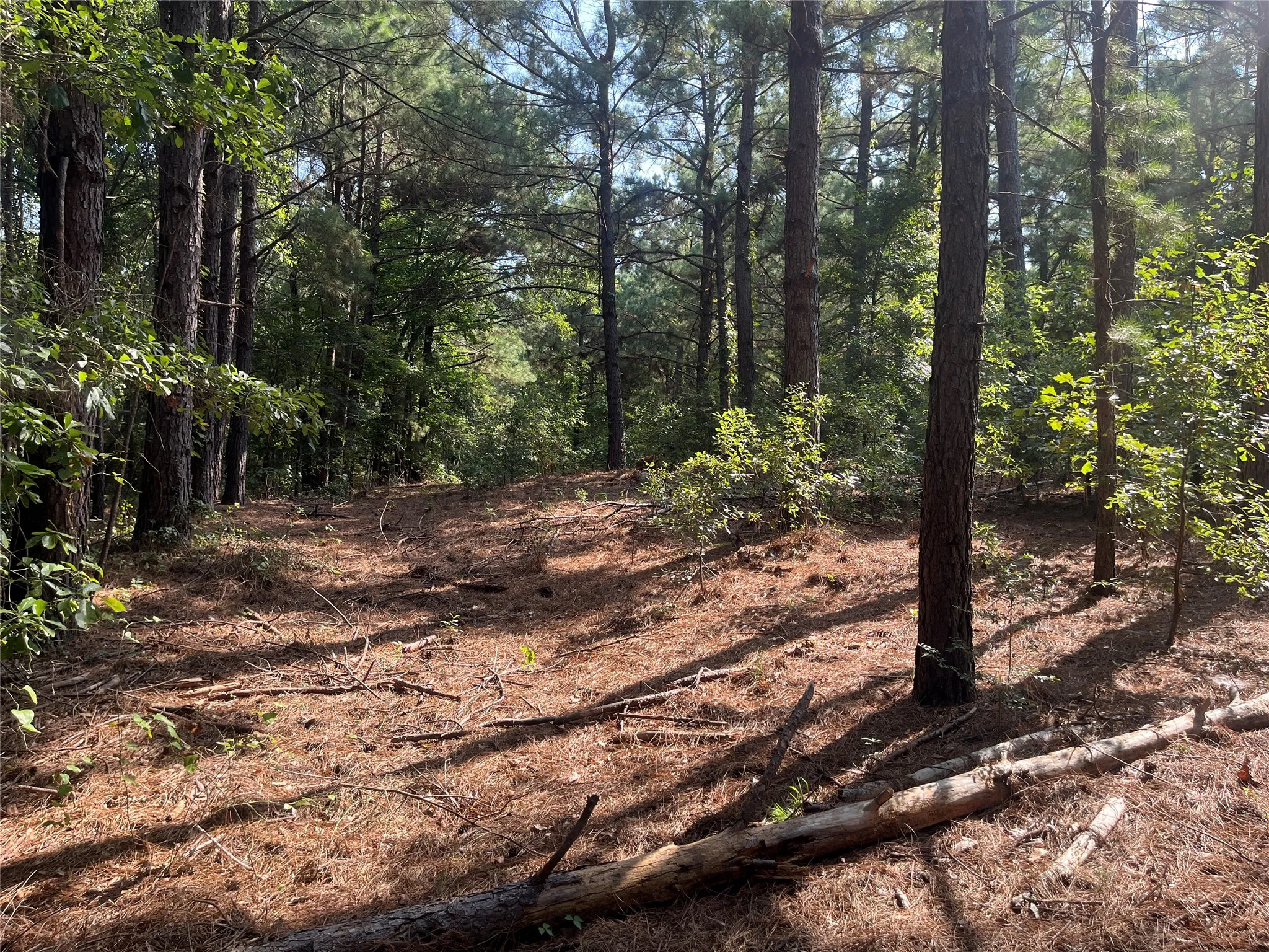 Unimproved Land For Sale in Cherokee County , TBD County Road 3303, Jacksonville, Texas 75766, 0, 0, Garage spaces, 0 Sqft, built in 0, mls#21348866, Real Estate Agent in Jacksonville, Homes For Sale in Cherokee county, Homes For Sale in Jacksonville, Realtor in Jacksonville Texas, Real Estate Brokerage Independent Realty Texas, Luminita Cordes Realtor