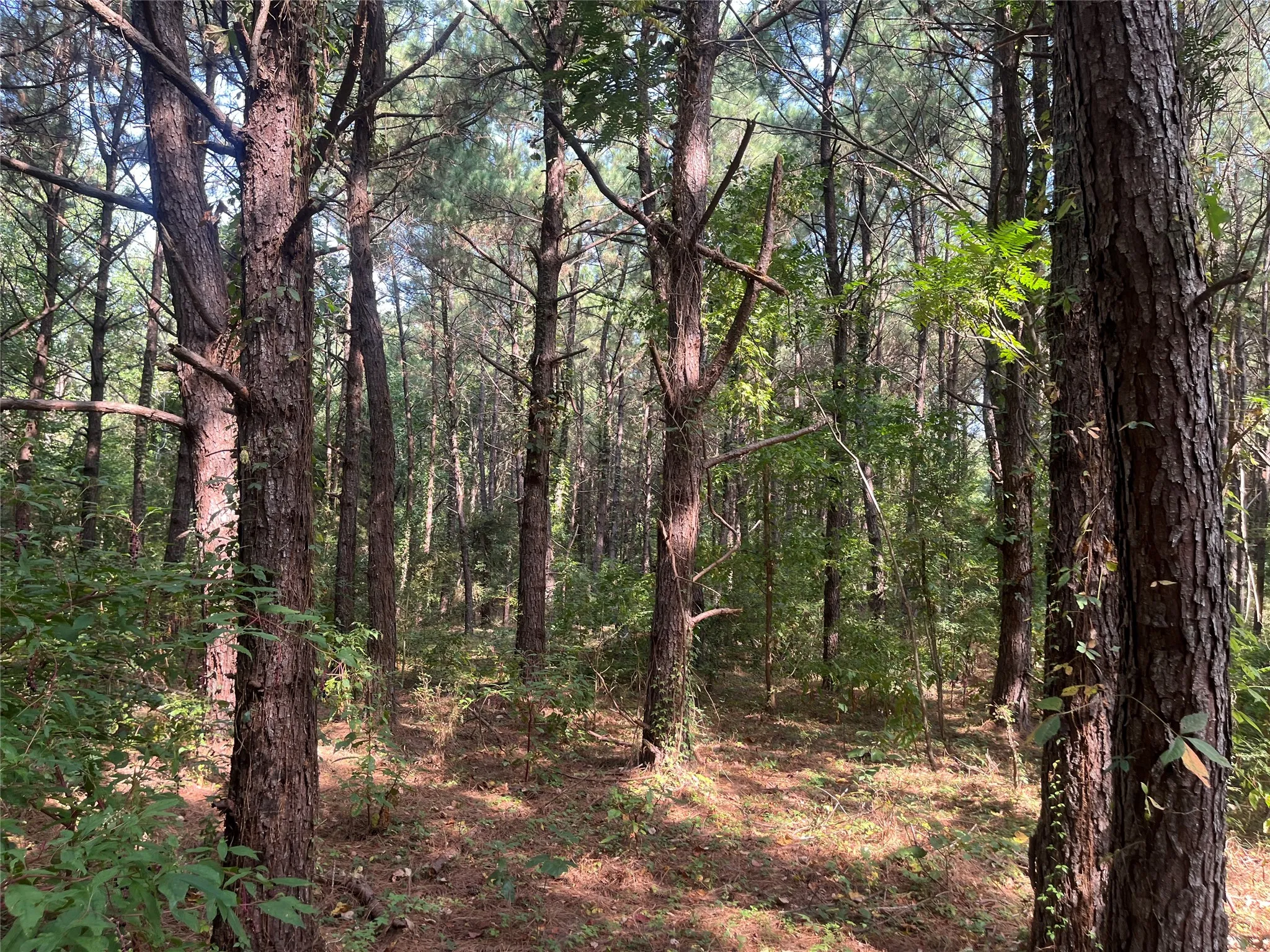 Unimproved Land For Sale in Cherokee County , TBD County Road 3303, Jacksonville, Texas 75766, 0, 0, Garage spaces, 0 Sqft, built in 0, mls#21348866, Real Estate Agent in Jacksonville, Homes For Sale in Cherokee county, Homes For Sale in Jacksonville, Realtor in Jacksonville Texas, Real Estate Brokerage Independent Realty Texas, Luminita Cordes Realtor