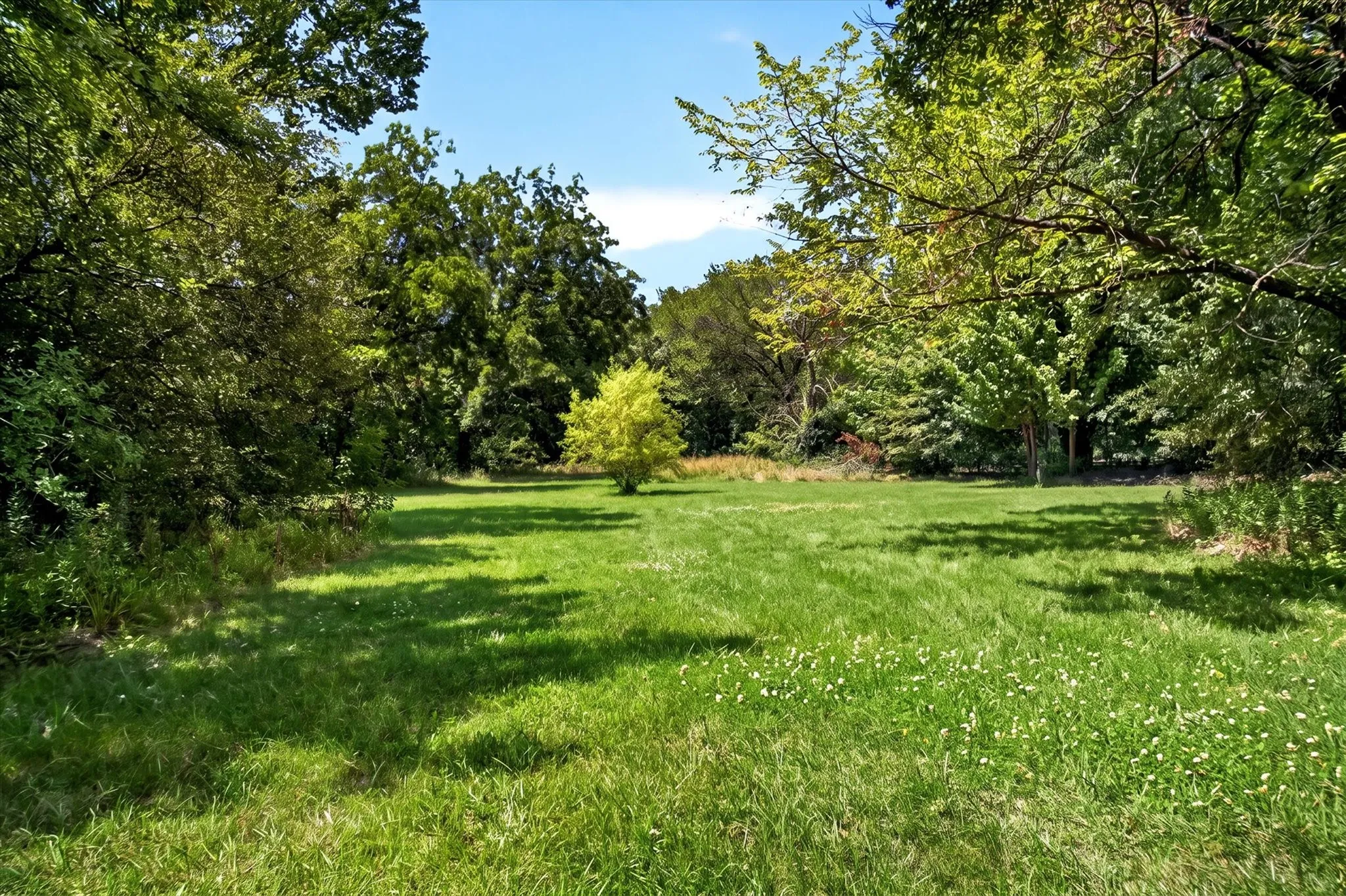 Expansive grassy area featuring mature trees and a bright green sapling