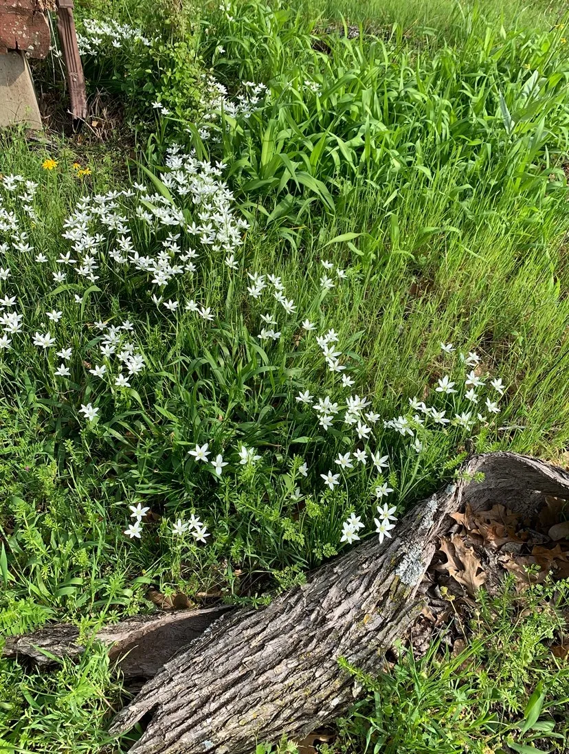 Improved Land For Sale in Denton County , 4571 Running Branch, Aubrey, Texas 76227, 0, 0, Garage spaces, 0 Sqft, built in 1991, Price $1,275,000, mls#21334165, Real Estate Agent in Aubrey, Homes For Sale in Denton county, Homes For Sale in Aubrey, Realtor in Aubrey Texas, Real Estate Brokerage Independent Realty Texas, Luminita Cordes Realtor