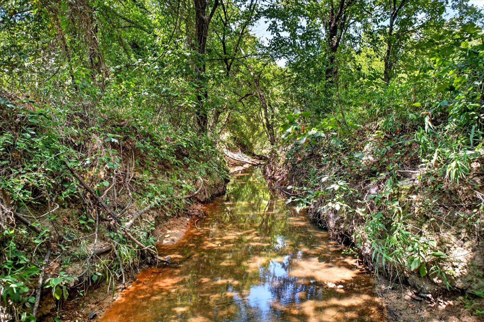 Natural water feature bordered by dense, mature foliage