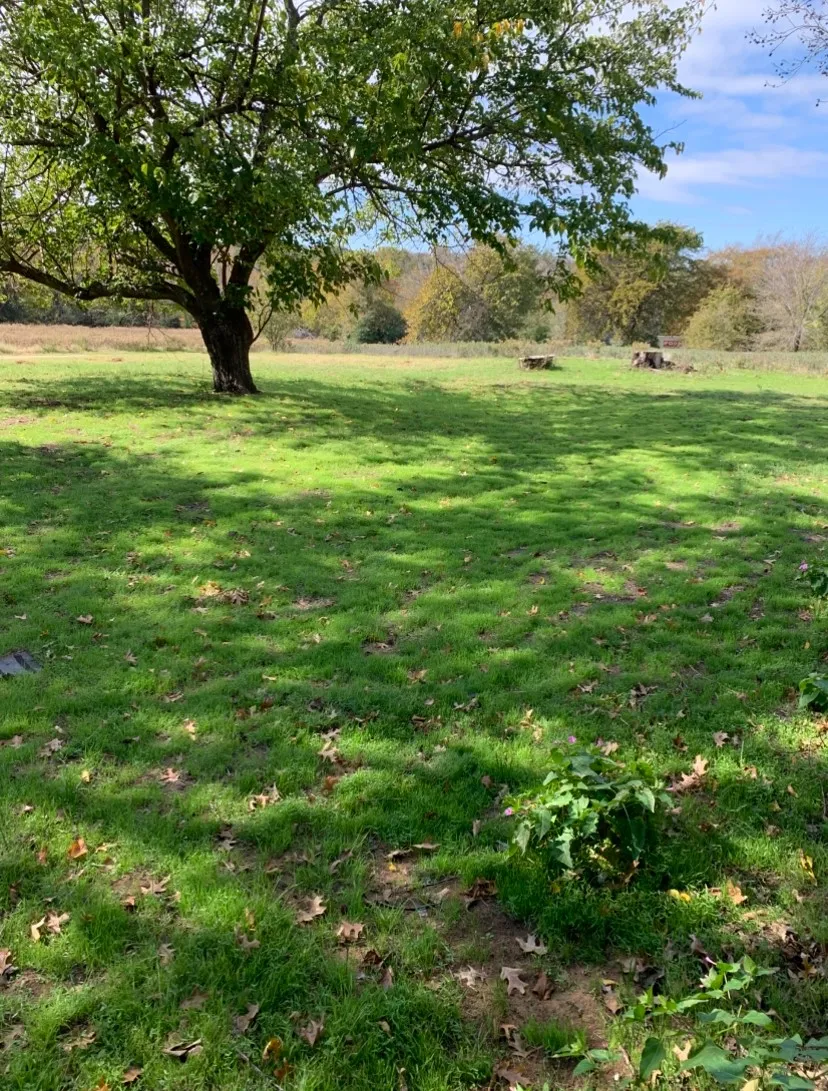 Expansive grassy area with a prominent mature deciduous tree, featuring additional trees in the background under a clear sky