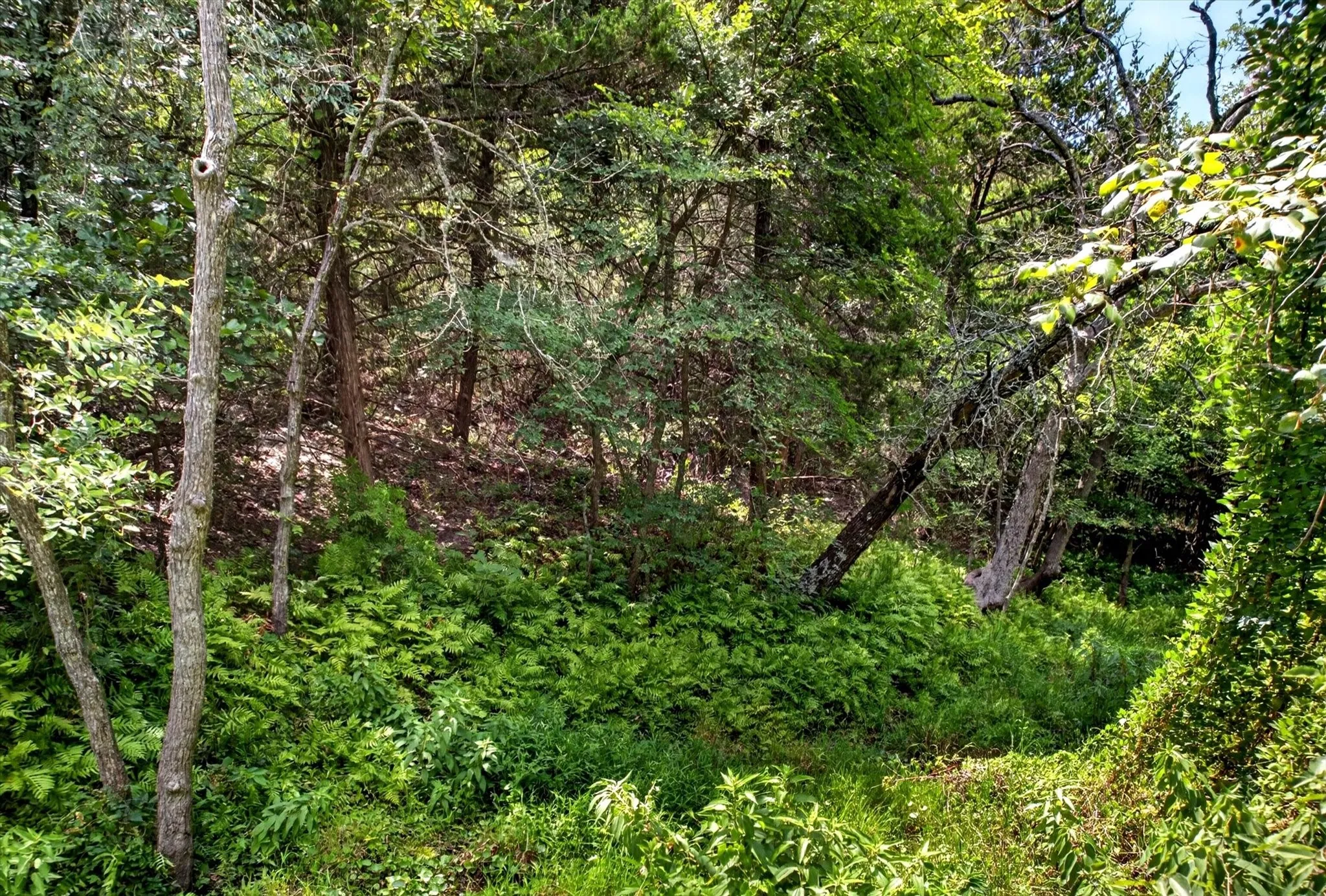Natural wooded landscape with mature trees and dense undergrowth