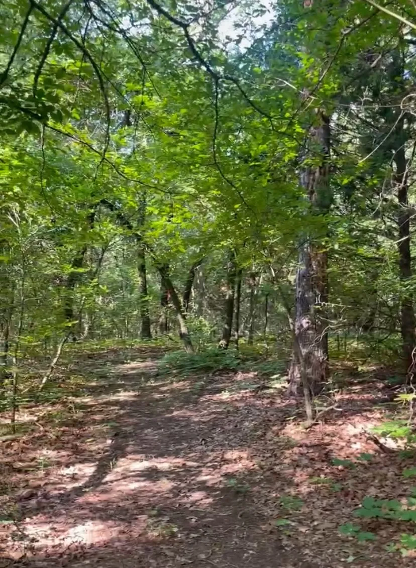 Wooded acreage with a natural path, mature trees, and abundant foliage