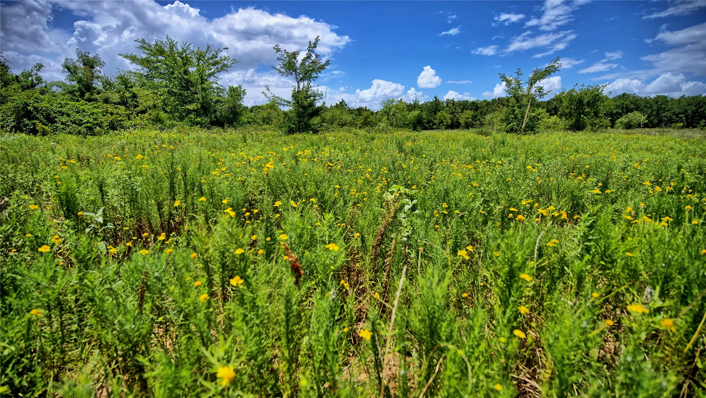 Unimproved Land For Sale in Wise County , 1179 County Road 1470, Chico, Texas 76431, 0, 0, Garage spaces, 0 Sqft, built in 0, Price $748,000, mls#21349031, Real Estate Agent in Chico, Homes For Sale in Wise county, Homes For Sale in Chico, Realtor in Chico Texas, Real Estate Brokerage Independent Realty Texas, Luminita Cordes Realtor
