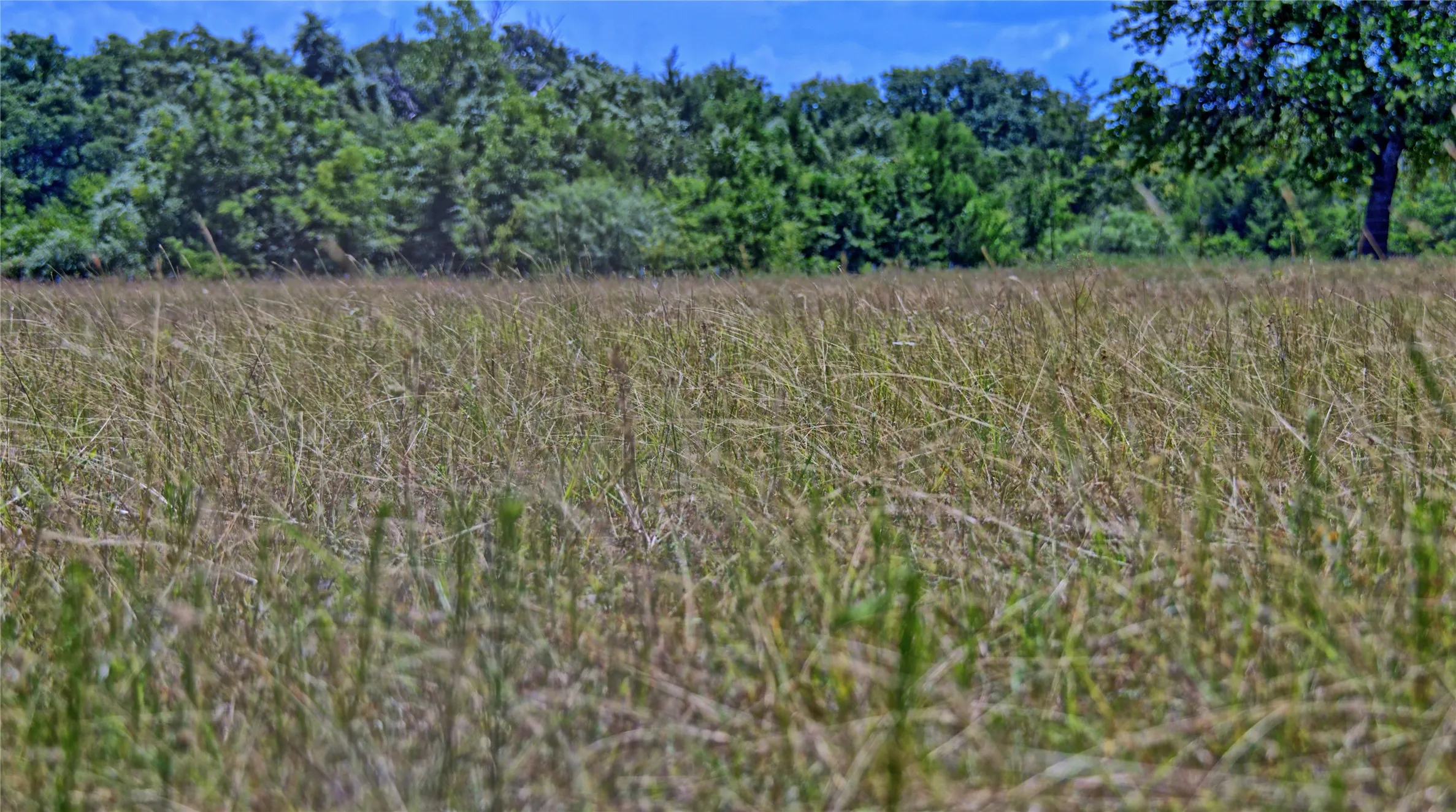 Unimproved Land For Sale in Wise County , 1179 County Road 1470, Chico, Texas 76431, 0, 0, Garage spaces, 0 Sqft, built in 0, Price $748,000, mls#21349031, Real Estate Agent in Chico, Homes For Sale in Wise county, Homes For Sale in Chico, Realtor in Chico Texas, Real Estate Brokerage Independent Realty Texas, Luminita Cordes Realtor