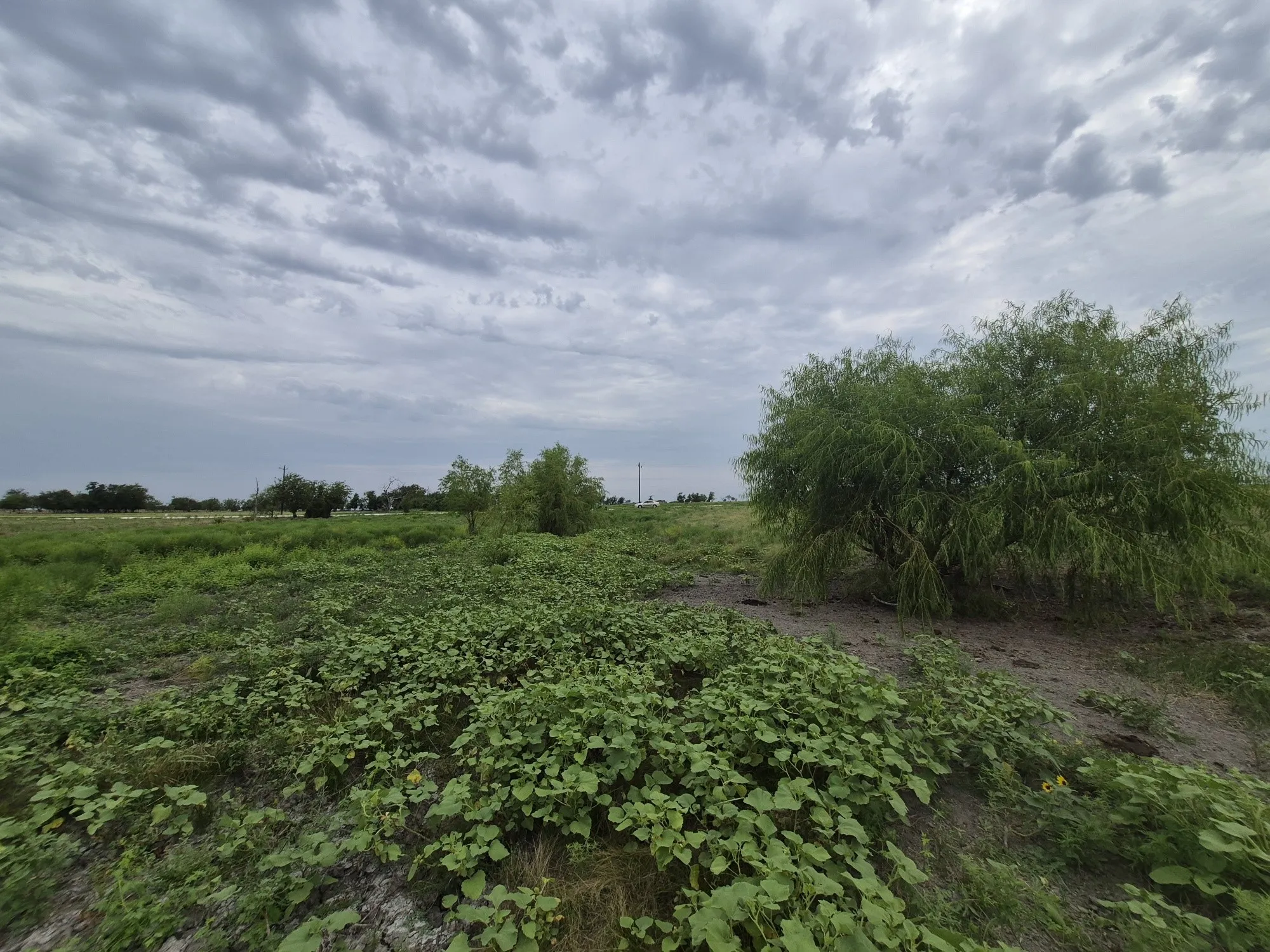 Unimproved Land For Sale in Hamilton County , LOT 38 Pr 4311, Jonesboro, Texas 76538, 0, 0, Garage spaces, 0 Sqft, built in 0, Price $95,000, mls#21348862, Real Estate Agent in Jonesboro, Homes For Sale in Hamilton county, Homes For Sale in Jonesboro, Realtor in Jonesboro Texas, Real Estate Brokerage Independent Realty Texas, Luminita Cordes Realtor