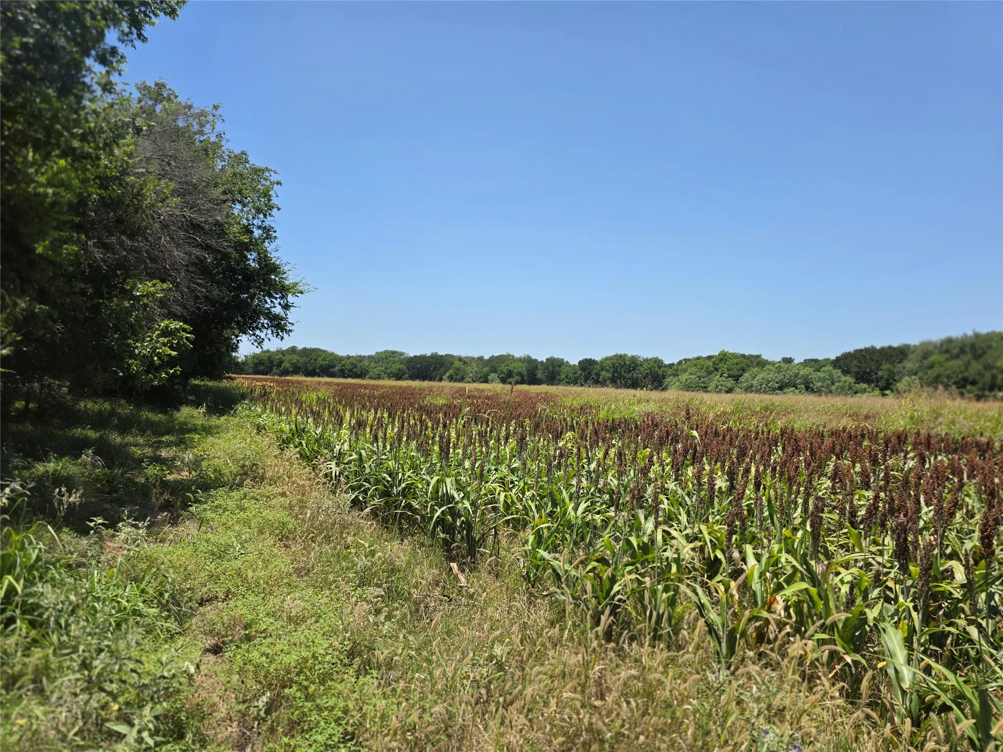Ranch For Sale in Comanche County , 450 County Road 250, Gustine, Texas 76455, 0, 0, Garage spaces, 0 Sqft, built in 0, Price $674,685, mls#21349664, Real Estate Agent in Gustine, Homes For Sale in Comanche county, Homes For Sale in Gustine, Realtor in Gustine Texas, Real Estate Brokerage Independent Realty Texas, Luminita Cordes Realtor