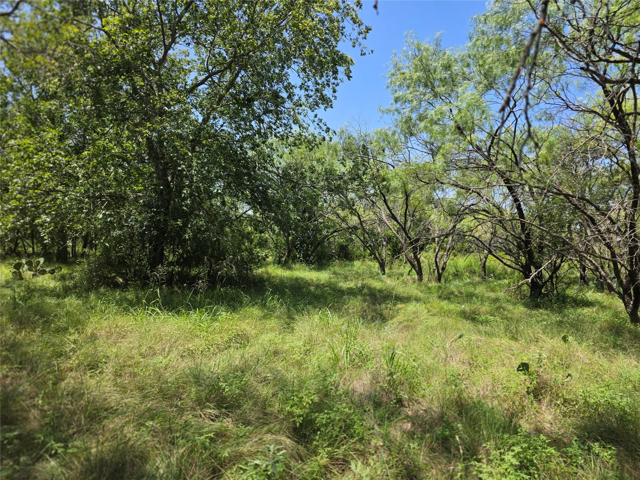 Ranch For Sale in Comanche County , 450 County Road 250, Gustine, Texas 76455, 0, 0, Garage spaces, 0 Sqft, built in 0, Price $674,685, mls#21349664, Real Estate Agent in Gustine, Homes For Sale in Comanche county, Homes For Sale in Gustine, Realtor in Gustine Texas, Real Estate Brokerage Independent Realty Texas, Luminita Cordes Realtor
