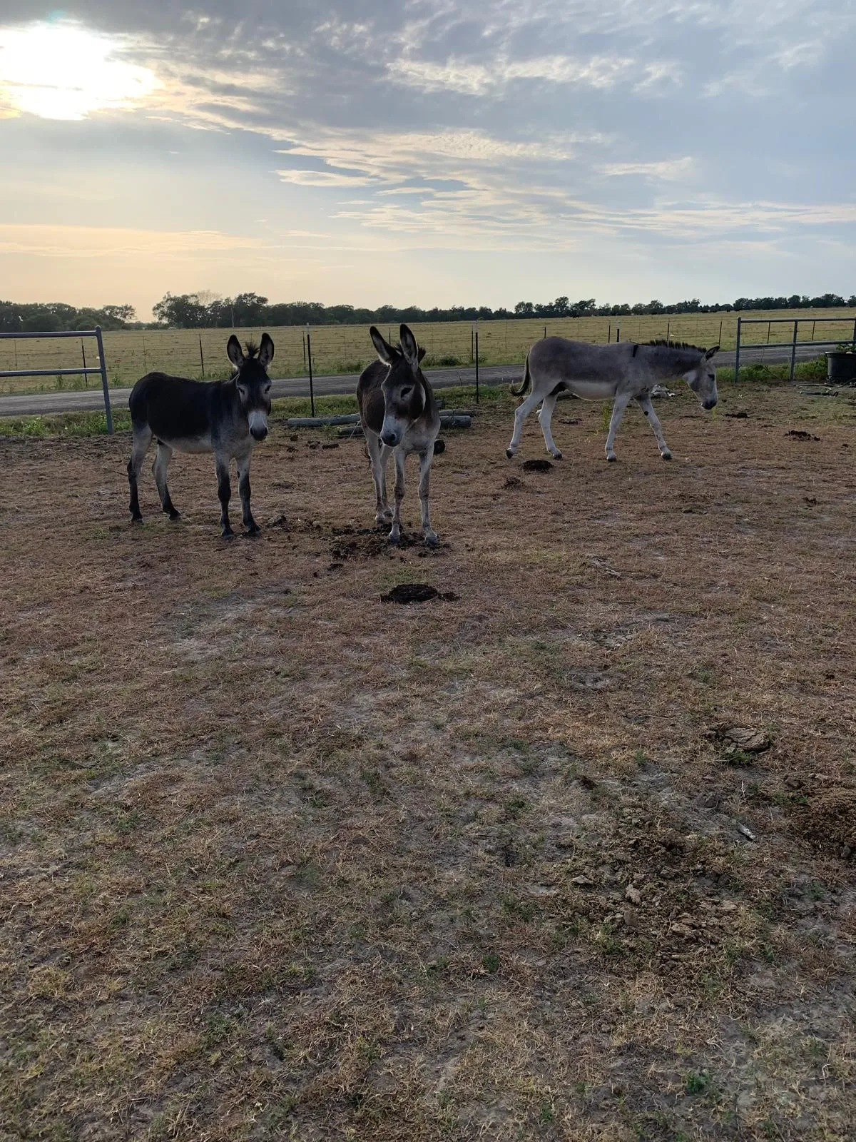 Unimproved Land For Sale in Kaufman County , 10658 County Road 350, Terrell, Texas 75160, 0, 0, Garage spaces, 0 Sqft, built in 0, mls#21349930, Real Estate Agent in Terrell, Homes For Sale in Kaufman county, Homes For Sale in Terrell, Realtor in Terrell Texas, Real Estate Brokerage Independent Realty Texas, Luminita Cordes Realtor