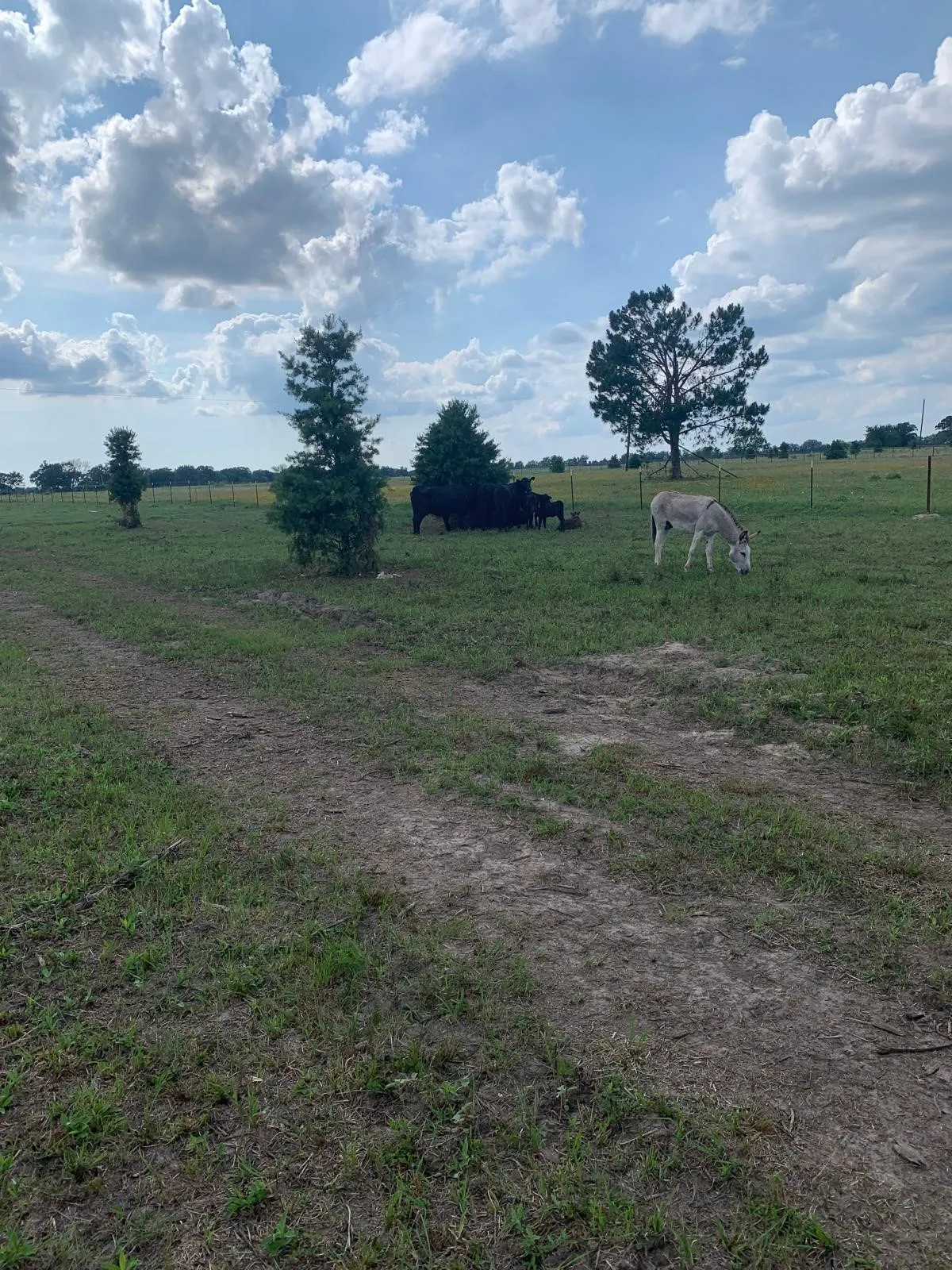 Expansive green pastureland with scattered mature trees and a clear sky overhead
