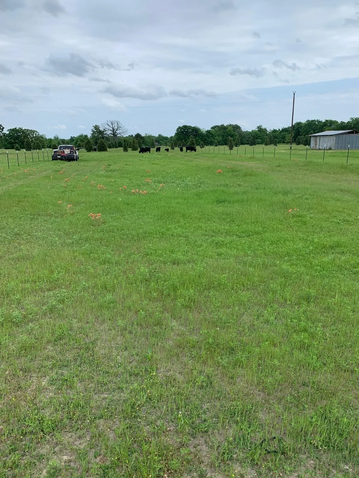 Expansive pastoral acreage featuring lush green pastureland with fencing, mature tree line, and outbuilding structures