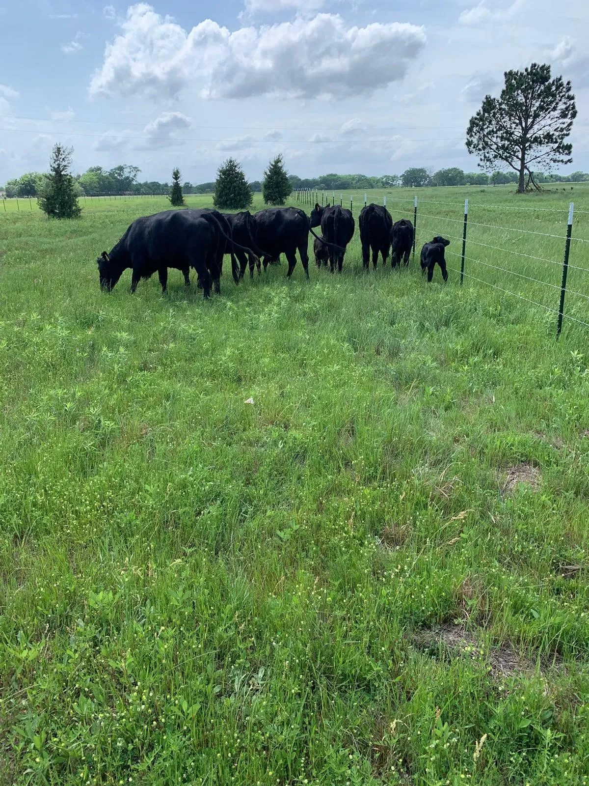 Unimproved Land For Sale in Kaufman County , 10658 County Road 350, Terrell, Texas 75160, 0, 0, Garage spaces, 0 Sqft, built in 0, mls#21349930, Real Estate Agent in Terrell, Homes For Sale in Kaufman county, Homes For Sale in Terrell, Realtor in Terrell Texas, Real Estate Brokerage Independent Realty Texas, Luminita Cordes Realtor