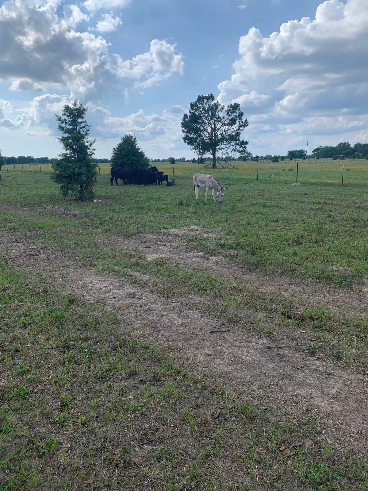 Expansive pasture featuring open green acreage with scattered mature trees, split-rail fencing, and pastoral landscape extending across the property