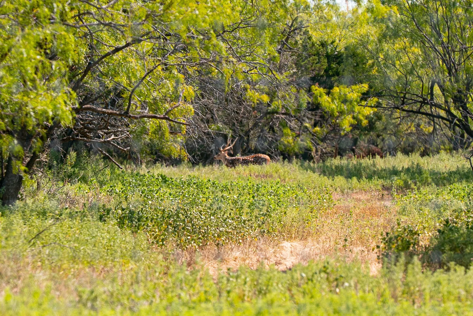 Ranch For Sale in Palo Pinto County , 897 N Wilson, Palo Pinto, Texas 76484, 0, 0, Garage spaces, 0 Sqft, built in 2023, mls#21348758, Real Estate Agent in Palo Pinto, Homes For Sale in Palo Pinto county, Homes For Sale in Palo Pinto, Realtor in Palo Pinto Texas, Real Estate Brokerage Independent Realty Texas, Luminita Cordes Realtor