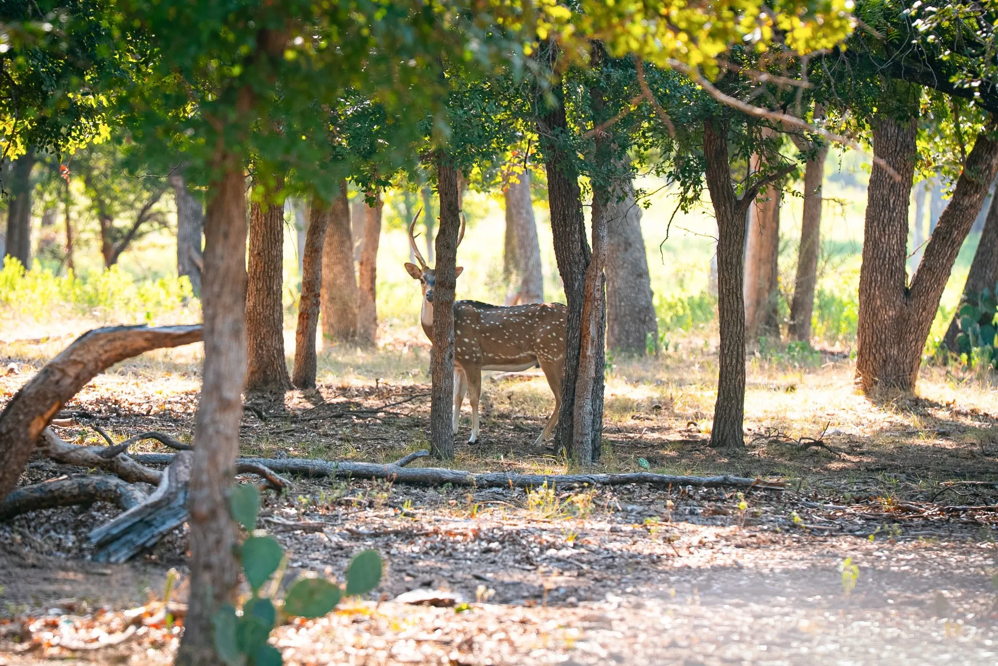 Ranch For Sale in Palo Pinto County , 897 N Wilson, Palo Pinto, Texas 76484, 0, 0, Garage spaces, 0 Sqft, built in 2023, mls#21348758, Real Estate Agent in Palo Pinto, Homes For Sale in Palo Pinto county, Homes For Sale in Palo Pinto, Realtor in Palo Pinto Texas, Real Estate Brokerage Independent Realty Texas, Luminita Cordes Realtor