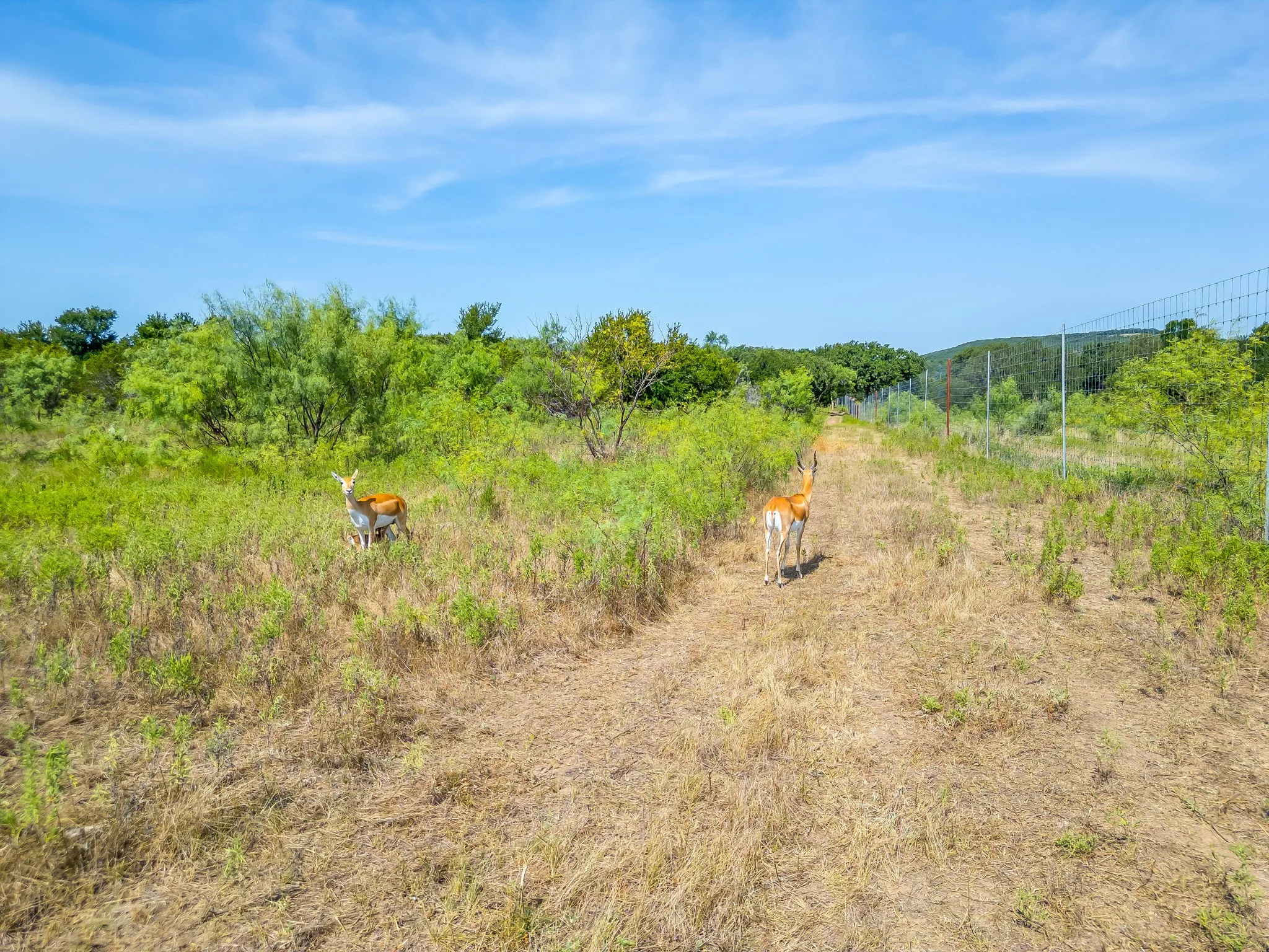 Ranch For Sale in Palo Pinto County , 897 N Wilson, Palo Pinto, Texas 76484, 0, 0, Garage spaces, 0 Sqft, built in 2023, mls#21348758, Real Estate Agent in Palo Pinto, Homes For Sale in Palo Pinto county, Homes For Sale in Palo Pinto, Realtor in Palo Pinto Texas, Real Estate Brokerage Independent Realty Texas, Luminita Cordes Realtor