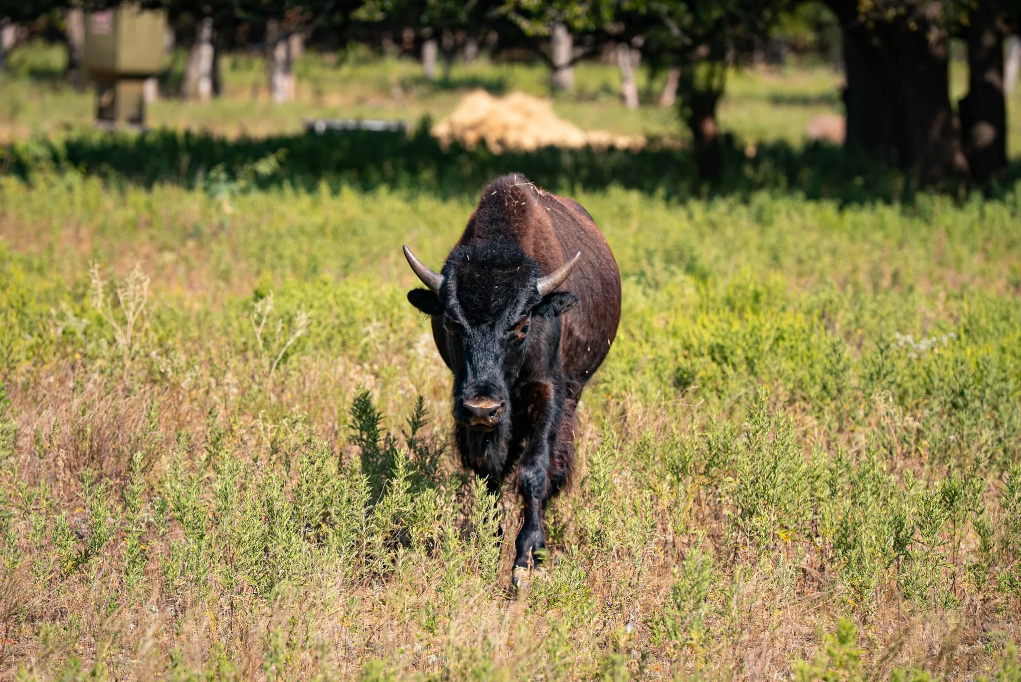 Ranch For Sale in Palo Pinto County , 897 N Wilson, Palo Pinto, Texas 76484, 0, 0, Garage spaces, 0 Sqft, built in 2023, mls#21348758, Real Estate Agent in Palo Pinto, Homes For Sale in Palo Pinto county, Homes For Sale in Palo Pinto, Realtor in Palo Pinto Texas, Real Estate Brokerage Independent Realty Texas, Luminita Cordes Realtor