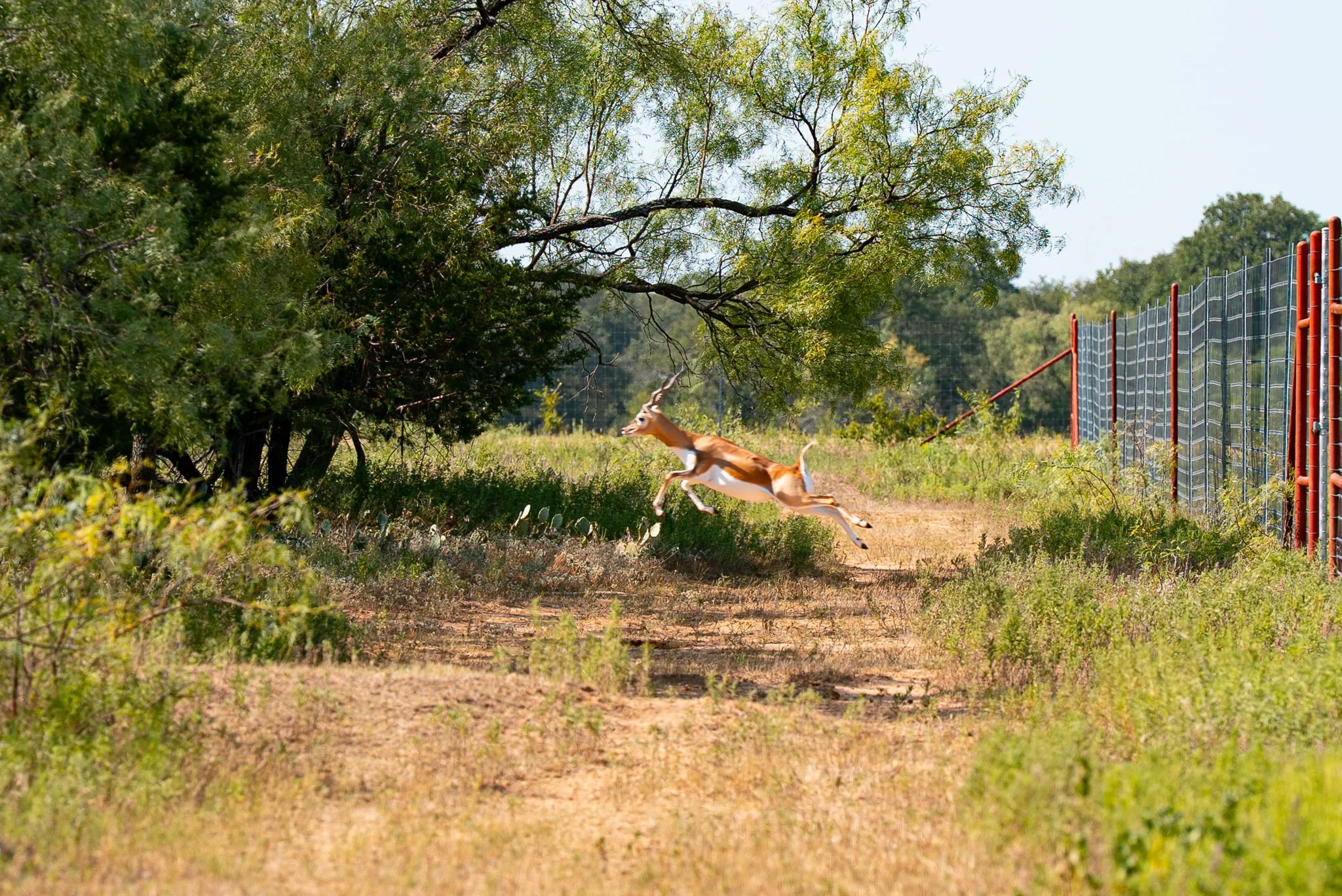 Ranch For Sale in Palo Pinto County , 897 N Wilson, Palo Pinto, Texas 76484, 0, 0, Garage spaces, 0 Sqft, built in 2023, mls#21348758, Real Estate Agent in Palo Pinto, Homes For Sale in Palo Pinto county, Homes For Sale in Palo Pinto, Realtor in Palo Pinto Texas, Real Estate Brokerage Independent Realty Texas, Luminita Cordes Realtor