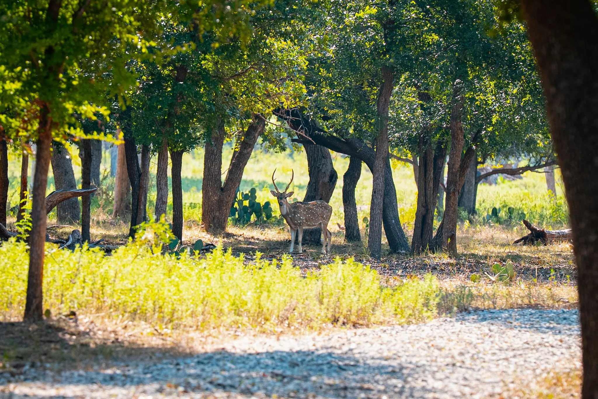 Ranch For Sale in Palo Pinto County , 897 N Wilson, Palo Pinto, Texas 76484, 0, 0, Garage spaces, 0 Sqft, built in 2023, mls#21348758, Real Estate Agent in Palo Pinto, Homes For Sale in Palo Pinto county, Homes For Sale in Palo Pinto, Realtor in Palo Pinto Texas, Real Estate Brokerage Independent Realty Texas, Luminita Cordes Realtor