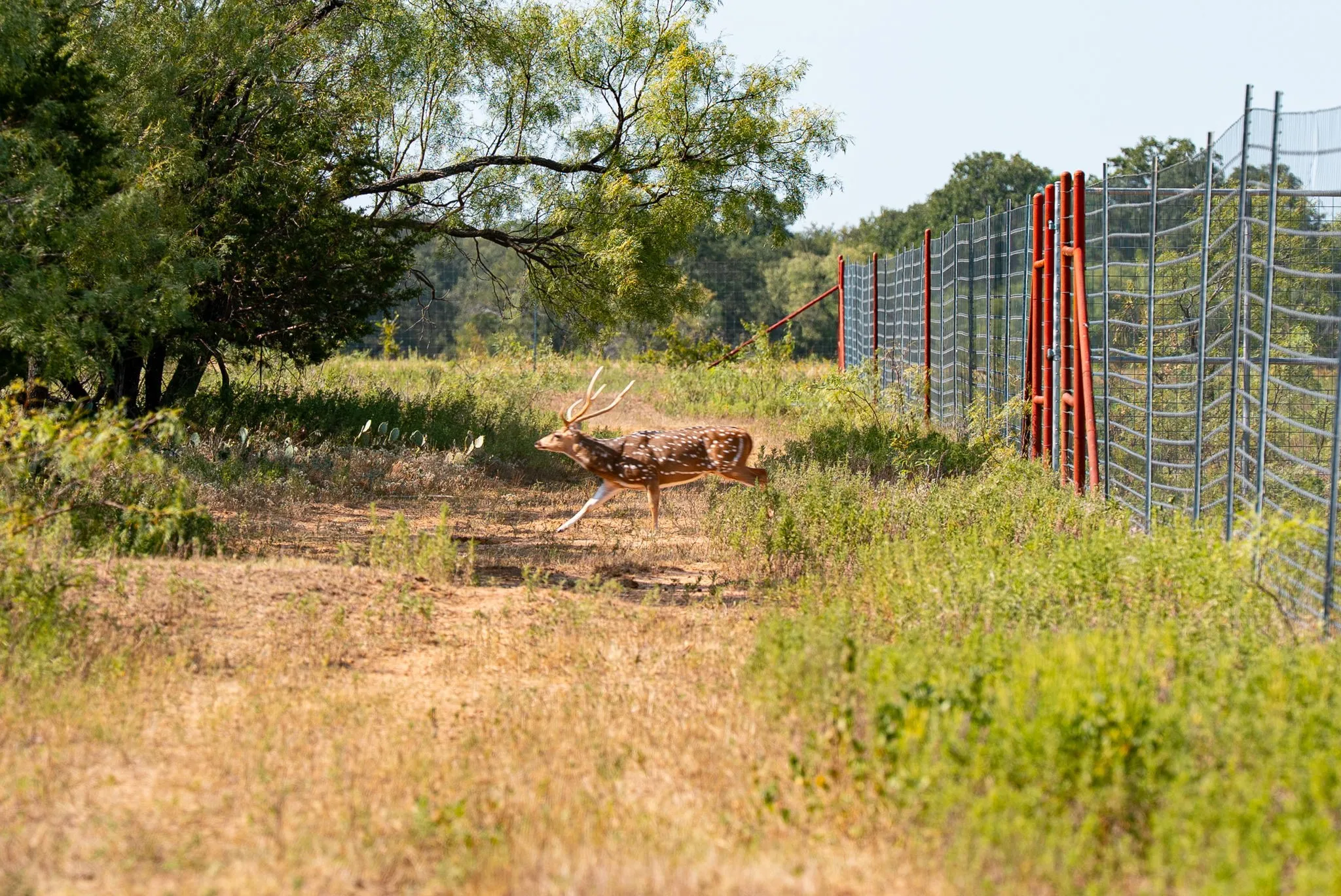 Ranch For Sale in Palo Pinto County , 897 N Wilson, Palo Pinto, Texas 76484, 0, 0, Garage spaces, 0 Sqft, built in 2023, mls#21348758, Real Estate Agent in Palo Pinto, Homes For Sale in Palo Pinto county, Homes For Sale in Palo Pinto, Realtor in Palo Pinto Texas, Real Estate Brokerage Independent Realty Texas, Luminita Cordes Realtor