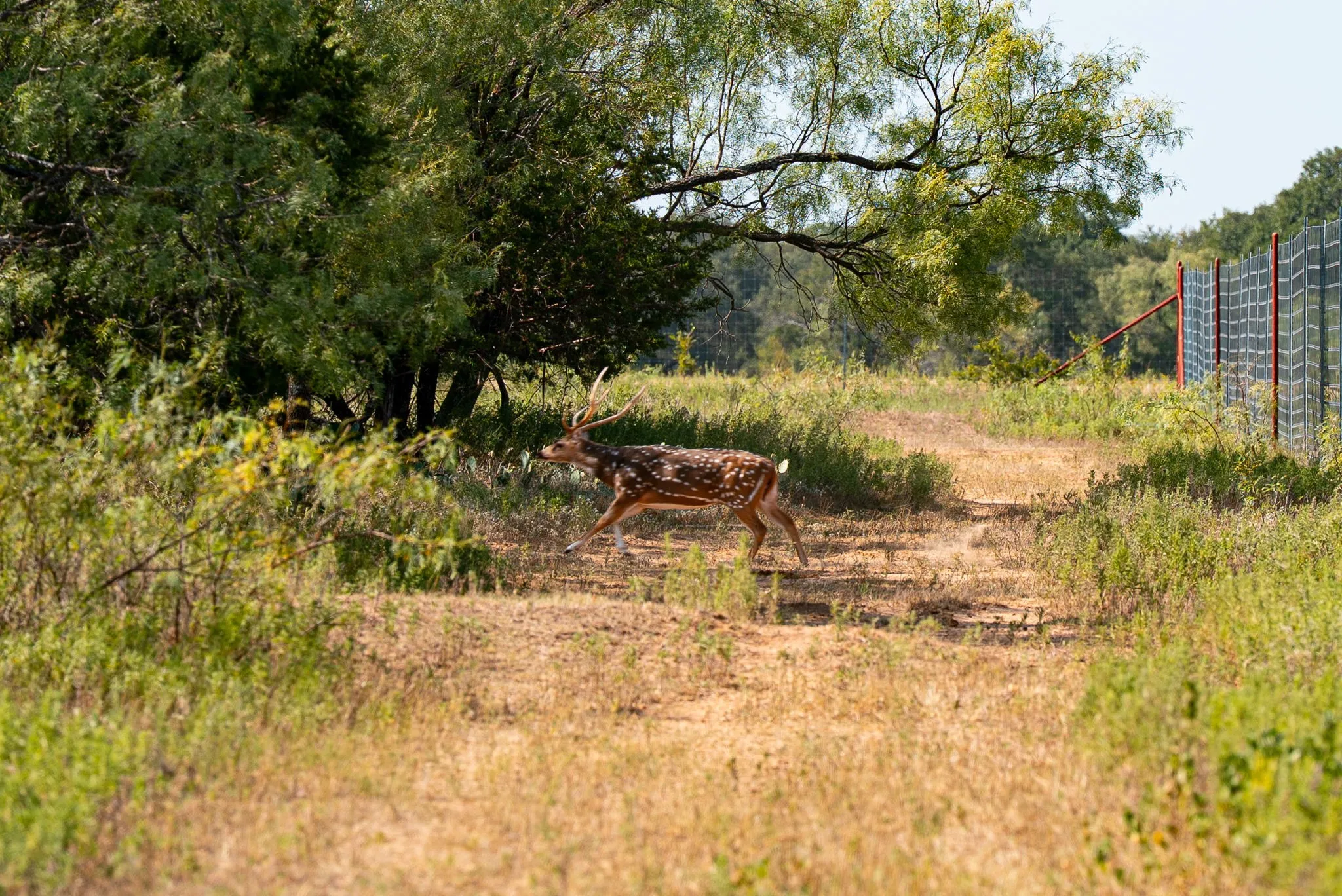 Ranch For Sale in Palo Pinto County , 897 N Wilson, Palo Pinto, Texas 76484, 0, 0, Garage spaces, 0 Sqft, built in 2023, mls#21348758, Real Estate Agent in Palo Pinto, Homes For Sale in Palo Pinto county, Homes For Sale in Palo Pinto, Realtor in Palo Pinto Texas, Real Estate Brokerage Independent Realty Texas, Luminita Cordes Realtor