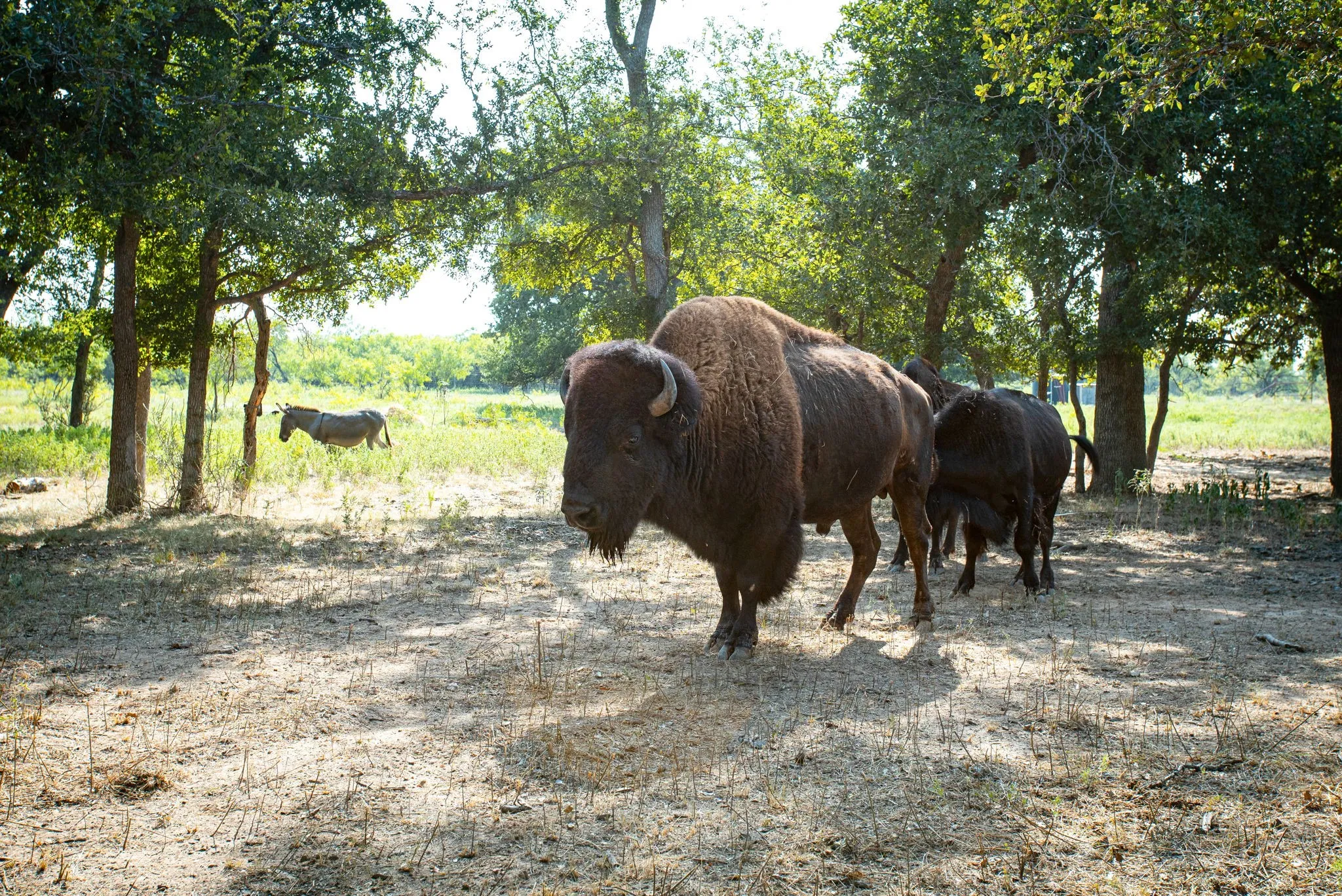 Ranch For Sale in Palo Pinto County , 897 N Wilson, Palo Pinto, Texas 76484, 0, 0, Garage spaces, 0 Sqft, built in 2023, mls#21348758, Real Estate Agent in Palo Pinto, Homes For Sale in Palo Pinto county, Homes For Sale in Palo Pinto, Realtor in Palo Pinto Texas, Real Estate Brokerage Independent Realty Texas, Luminita Cordes Realtor