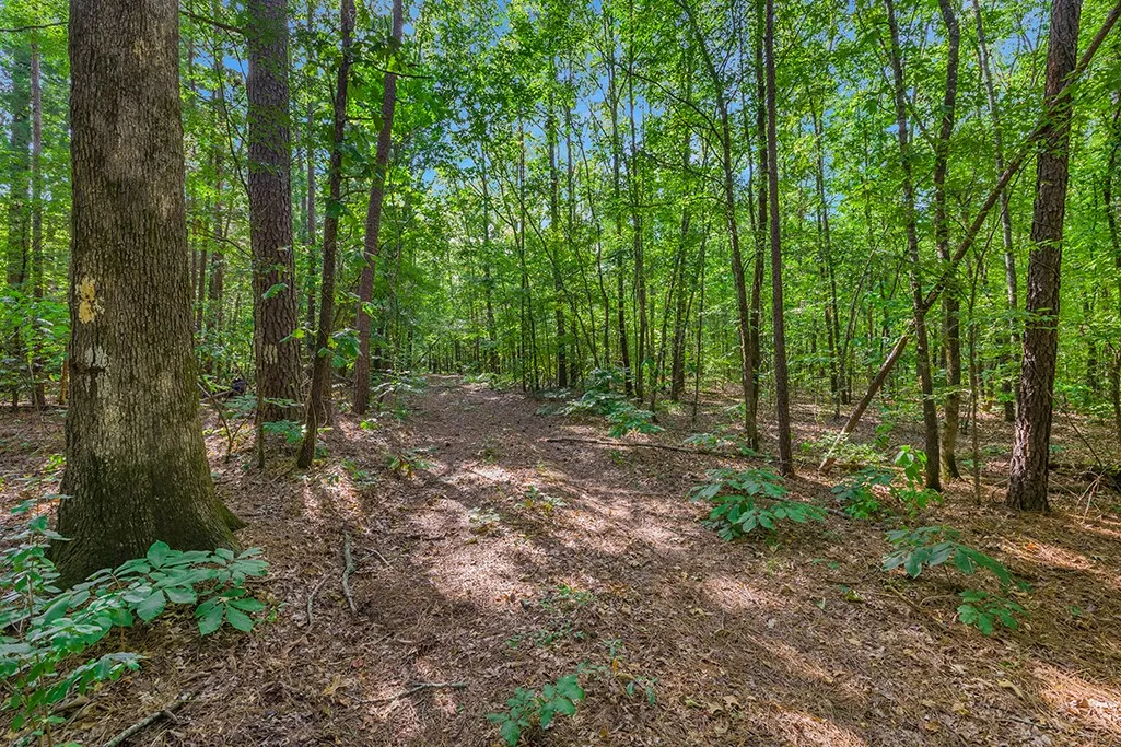 Trail view