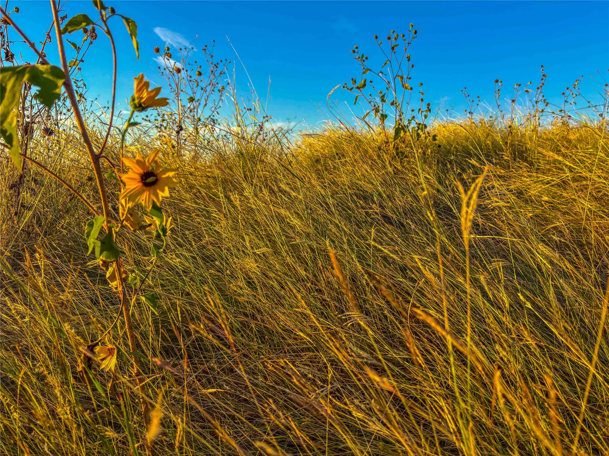 Unimproved Land For Sale in Coryell County , UNK CR 262, Gatesville, Texas 76528, 0, 0, Garage spaces, 0 Sqft, built in 1975, mls#21350263, Real Estate Agent in Gatesville, Homes For Sale in Coryell county, Homes For Sale in Gatesville, Realtor in Gatesville Texas, Real Estate Brokerage Independent Realty Texas, Luminita Cordes Realtor