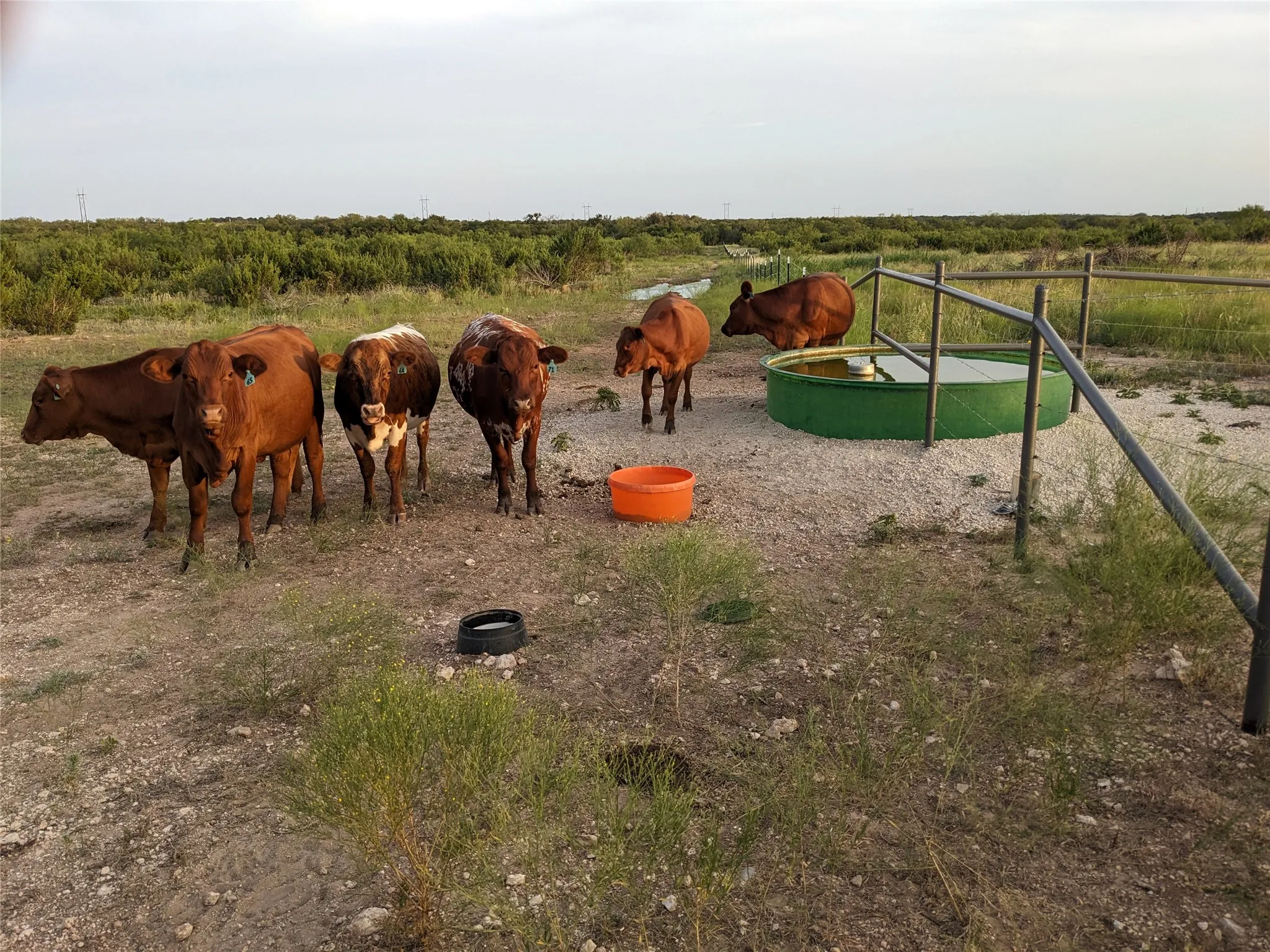 Ranch For Sale in Taylor County , 4801 Fm 1086, Wingate, Texas 79566, 0, 0, Garage spaces, 0 Sqft, built in 0, mls#21350464, Real Estate Agent in Wingate, Homes For Sale in Taylor county, Homes For Sale in Wingate, Realtor in Wingate Texas, Real Estate Brokerage Independent Realty Texas, Luminita Cordes Realtor
