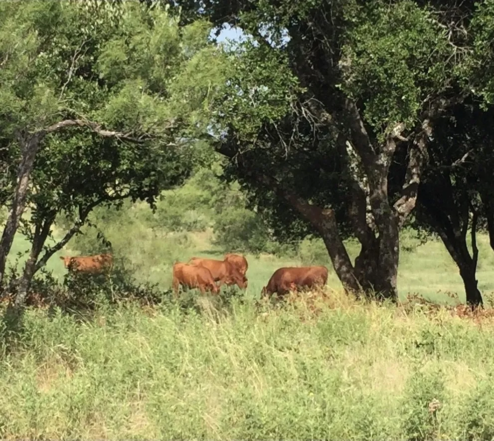 Single Family Residence For Sale in Coleman County , 2017 CR 188, Cross Plains, Texas 76443, 3 Bedroom, 2 Bathroom, 2 Garage spaces, 1,440 Sqft, built in 2014, mls#21349960, Real Estate Agent in Cross Plains, Homes For Sale in Coleman county, Homes For Sale in Cross Plains, Realtor in Cross Plains Texas, Real Estate Brokerage Independent Realty Texas, Luminita Cordes Realtor