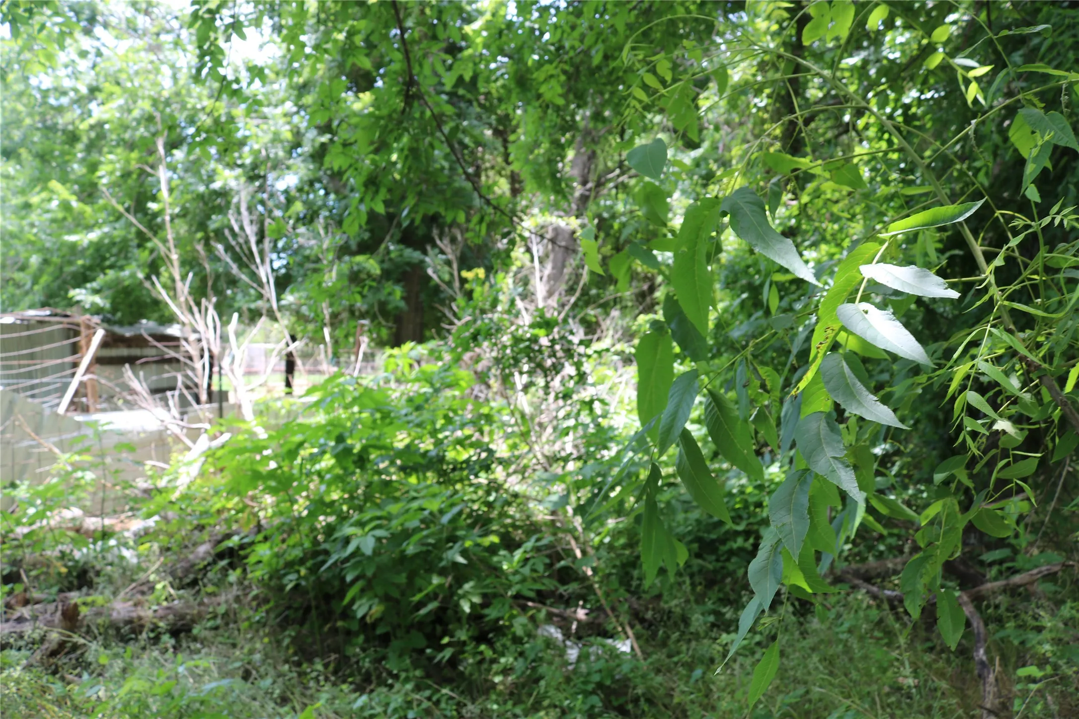 Unimproved Land For Sale in Erath County , 00 County Road 282, Dublin, Texas 76446, 0, 0, Garage spaces, 0 Sqft, built in 0, Price $33,300, mls#21295579, Real Estate Agent in Dublin, Homes For Sale in Erath county, Homes For Sale in Dublin, Realtor in Dublin Texas, Real Estate Brokerage Independent Realty Texas, Luminita Cordes Realtor