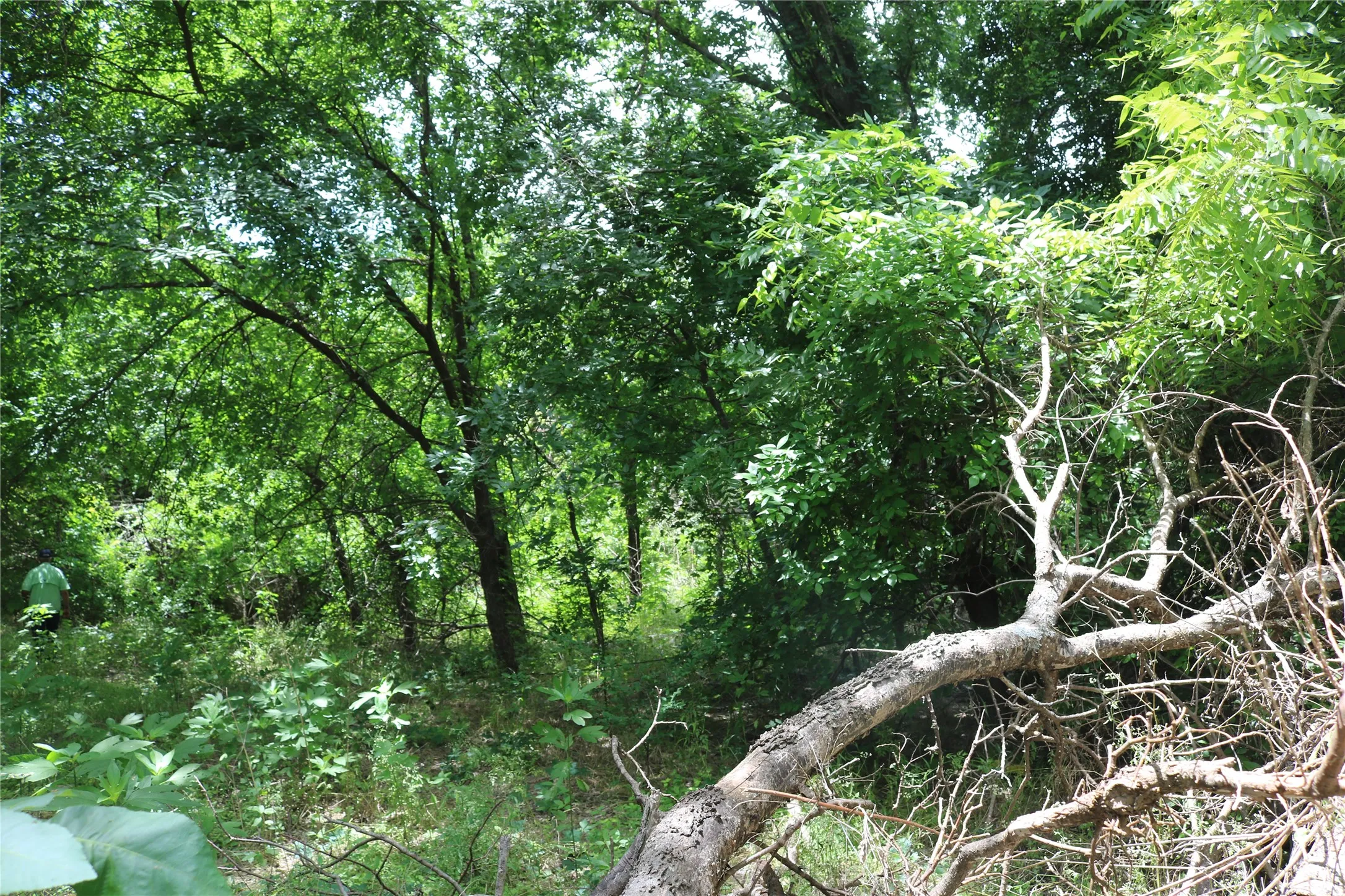 Unimproved Land For Sale in Erath County , 00 County Road 282, Dublin, Texas 76446, 0, 0, Garage spaces, 0 Sqft, built in 0, Price $33,300, mls#21295579, Real Estate Agent in Dublin, Homes For Sale in Erath county, Homes For Sale in Dublin, Realtor in Dublin Texas, Real Estate Brokerage Independent Realty Texas, Luminita Cordes Realtor