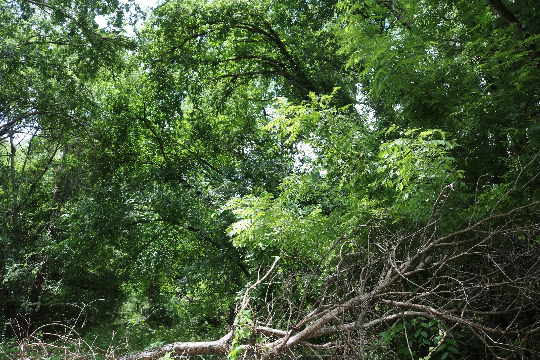 Lush tree canopy providing natural shade