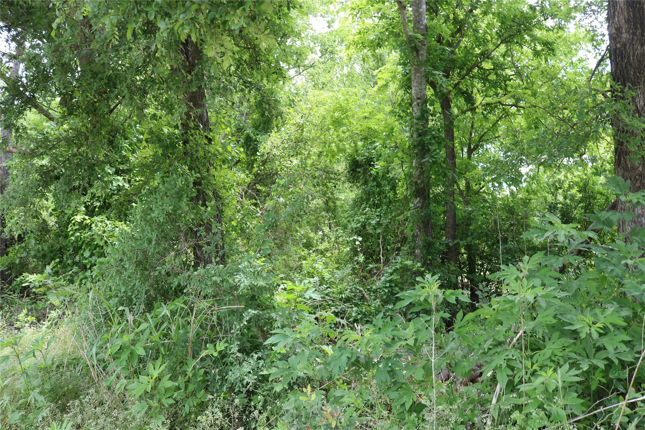 Unimproved Land For Sale in Erath County , 0 County Road 282, Dublin, Texas 76446, 0, 0, Garage spaces, 0 Sqft, built in 0, Price $10,000, mls#21285346, Real Estate Agent in Dublin, Homes For Sale in Erath county, Homes For Sale in Dublin, Realtor in Dublin Texas, Real Estate Brokerage Independent Realty Texas, Luminita Cordes Realtor