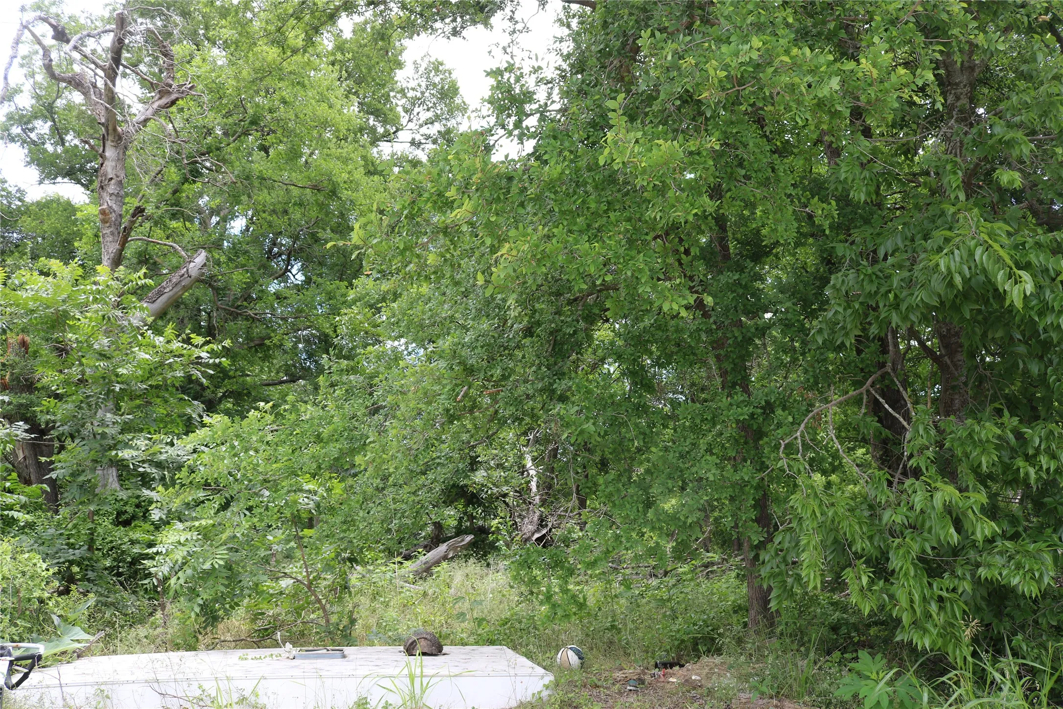 Unimproved Land For Sale in Erath County , 0 County Road 282, Dublin, Texas 76446, 0, 0, Garage spaces, 0 Sqft, built in 0, Price $10,000, mls#21285346, Real Estate Agent in Dublin, Homes For Sale in Erath county, Homes For Sale in Dublin, Realtor in Dublin Texas, Real Estate Brokerage Independent Realty Texas, Luminita Cordes Realtor