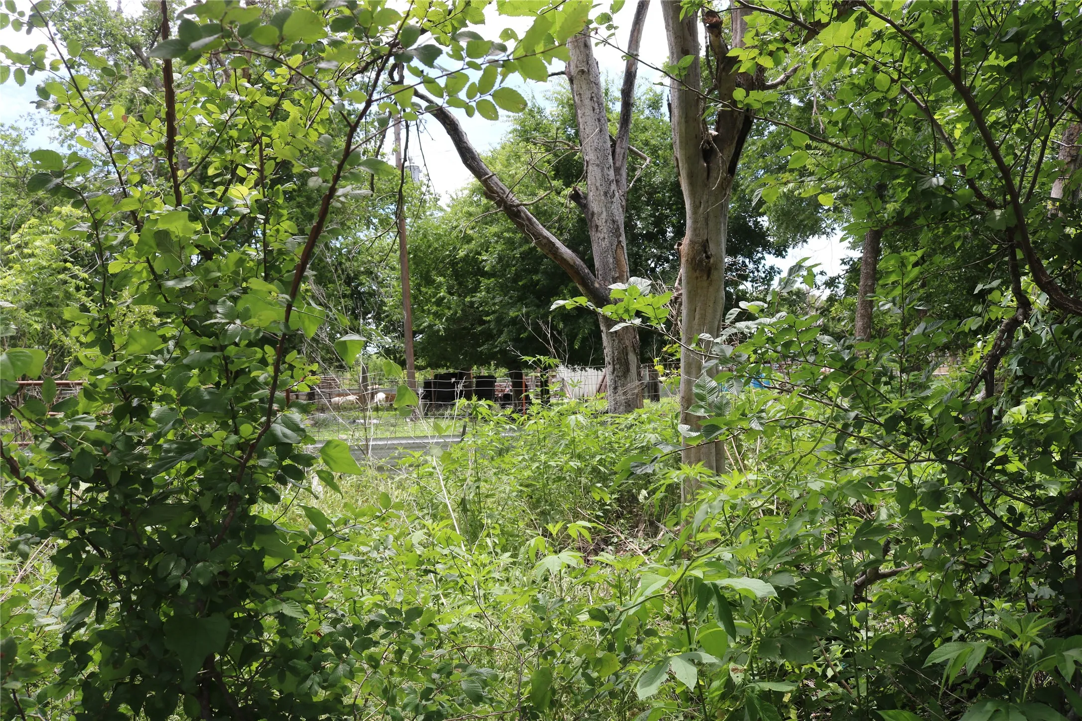 Unimproved Land For Sale in Erath County , 0 County Road 282, Dublin, Texas 76446, 0, 0, Garage spaces, 0 Sqft, built in 0, Price $10,000, mls#21285346, Real Estate Agent in Dublin, Homes For Sale in Erath county, Homes For Sale in Dublin, Realtor in Dublin Texas, Real Estate Brokerage Independent Realty Texas, Luminita Cordes Realtor