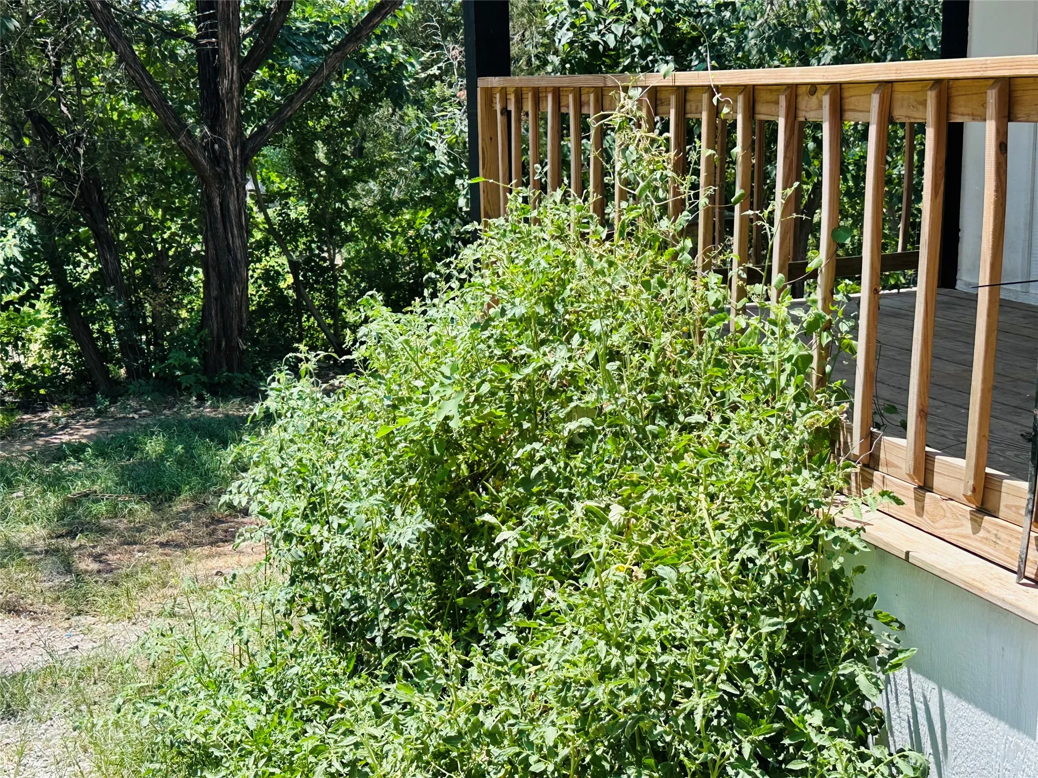 Tomato plants along front porch