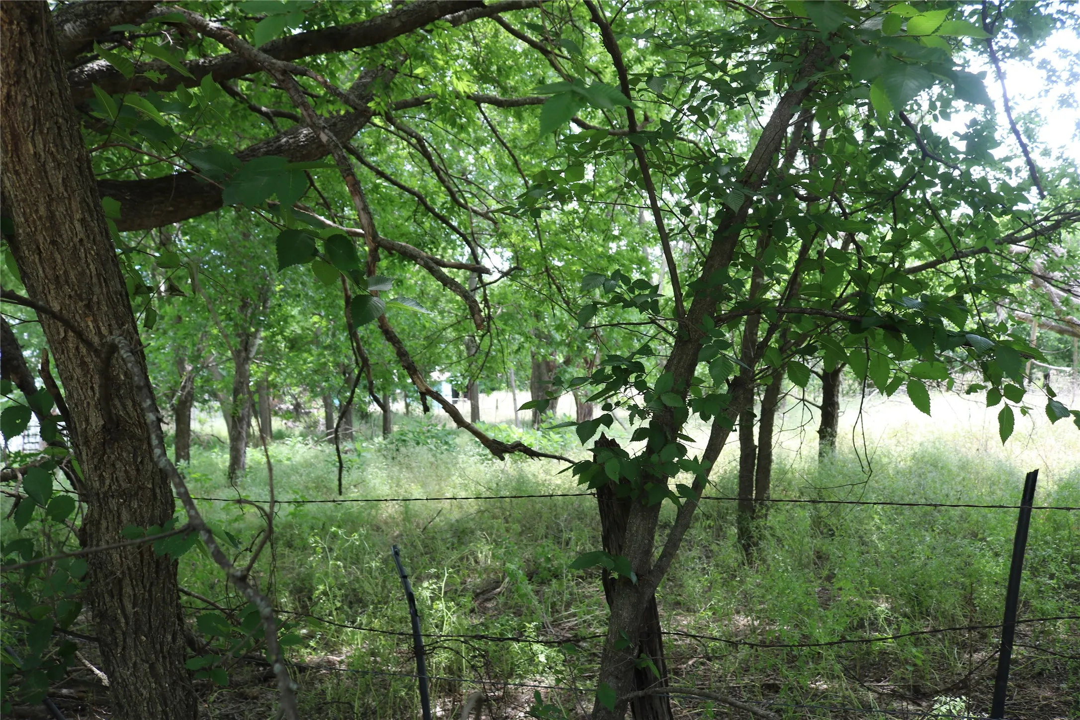More of east side of property.