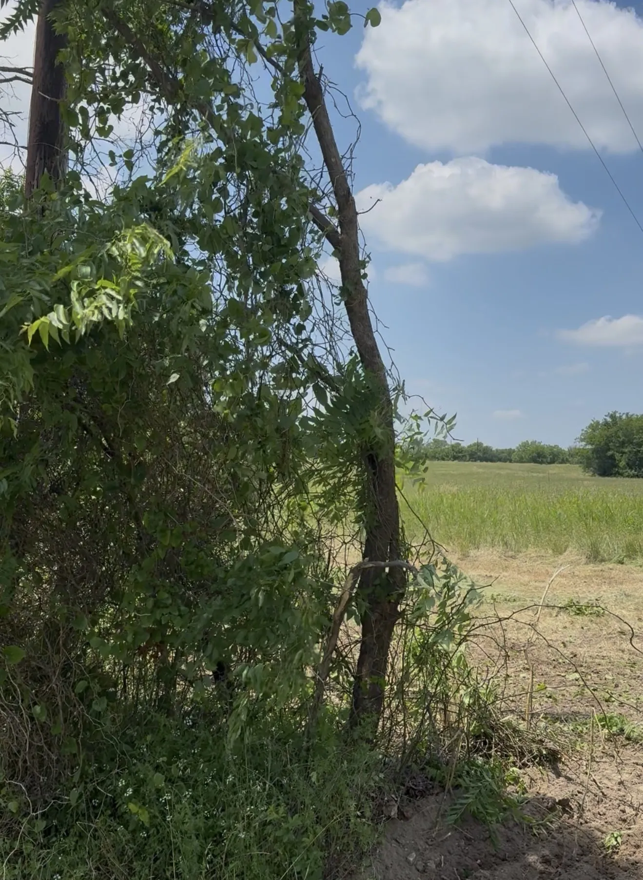 Unimproved Land For Sale in Kaufman County , Lot 1 County Road 308, Terrell, Texas 75161, 0, 0, Garage spaces, 0 Sqft, built in 0, Price $285,000, mls#21350296, Real Estate Agent in Terrell, Homes For Sale in Kaufman county, Homes For Sale in Terrell, Realtor in Terrell Texas, Real Estate Brokerage Independent Realty Texas, Luminita Cordes Realtor