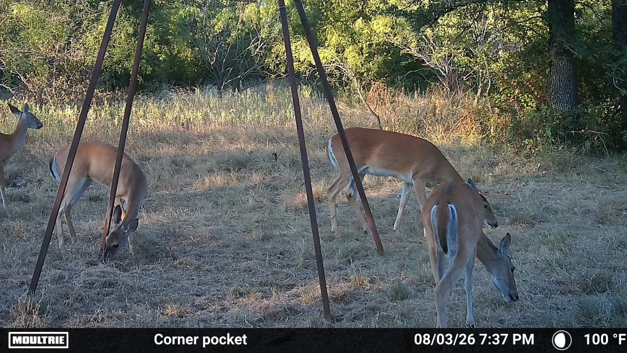 Ranch For Sale in Erath County , TBD County Road 507, Dublin, Texas 76446, 0, 0, Garage spaces, 0 Sqft, built in 0, mls#21348344, Real Estate Agent in Dublin, Homes For Sale in Erath county, Homes For Sale in Dublin, Realtor in Dublin Texas, Real Estate Brokerage Independent Realty Texas, Luminita Cordes Realtor
