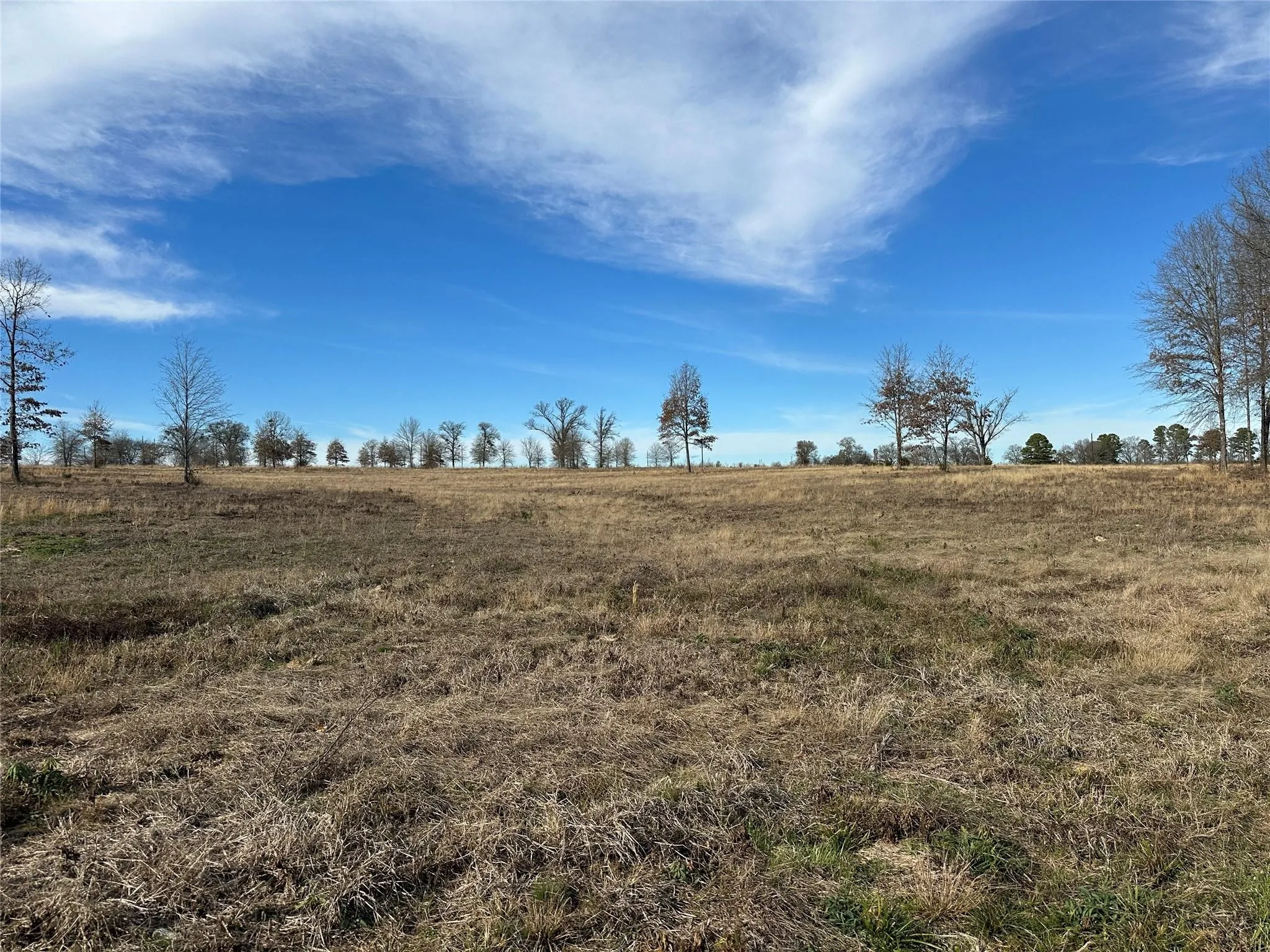 Expansive open field featuring natural grasses and distant mature trees