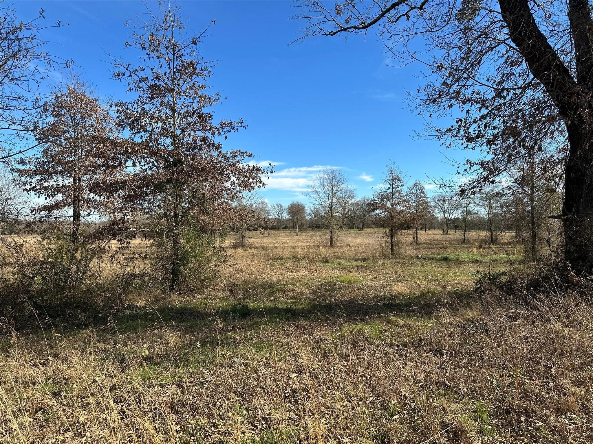 Expansive open field with scattered trees and natural ground cover
