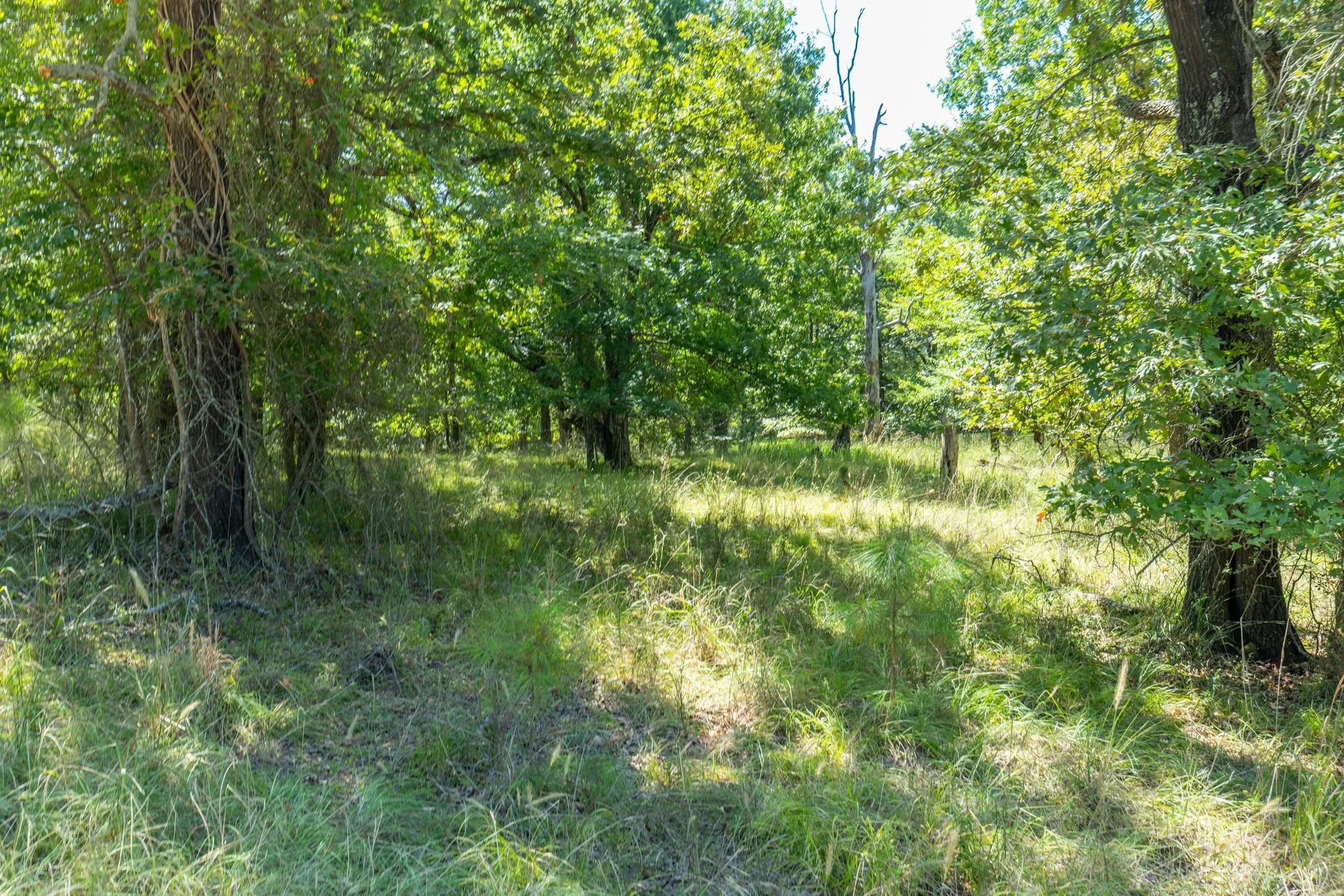 Unimproved Land For Sale in Rains County , TBD 3401, Emory, Texas 75440, 0, 0, Garage spaces, 0 Sqft, built in 0, Price $225,000, mls#21349680, Real Estate Agent in Emory, Homes For Sale in Rains county, Homes For Sale in Emory, Realtor in Emory Texas, Real Estate Brokerage Independent Realty Texas, Luminita Cordes Realtor
