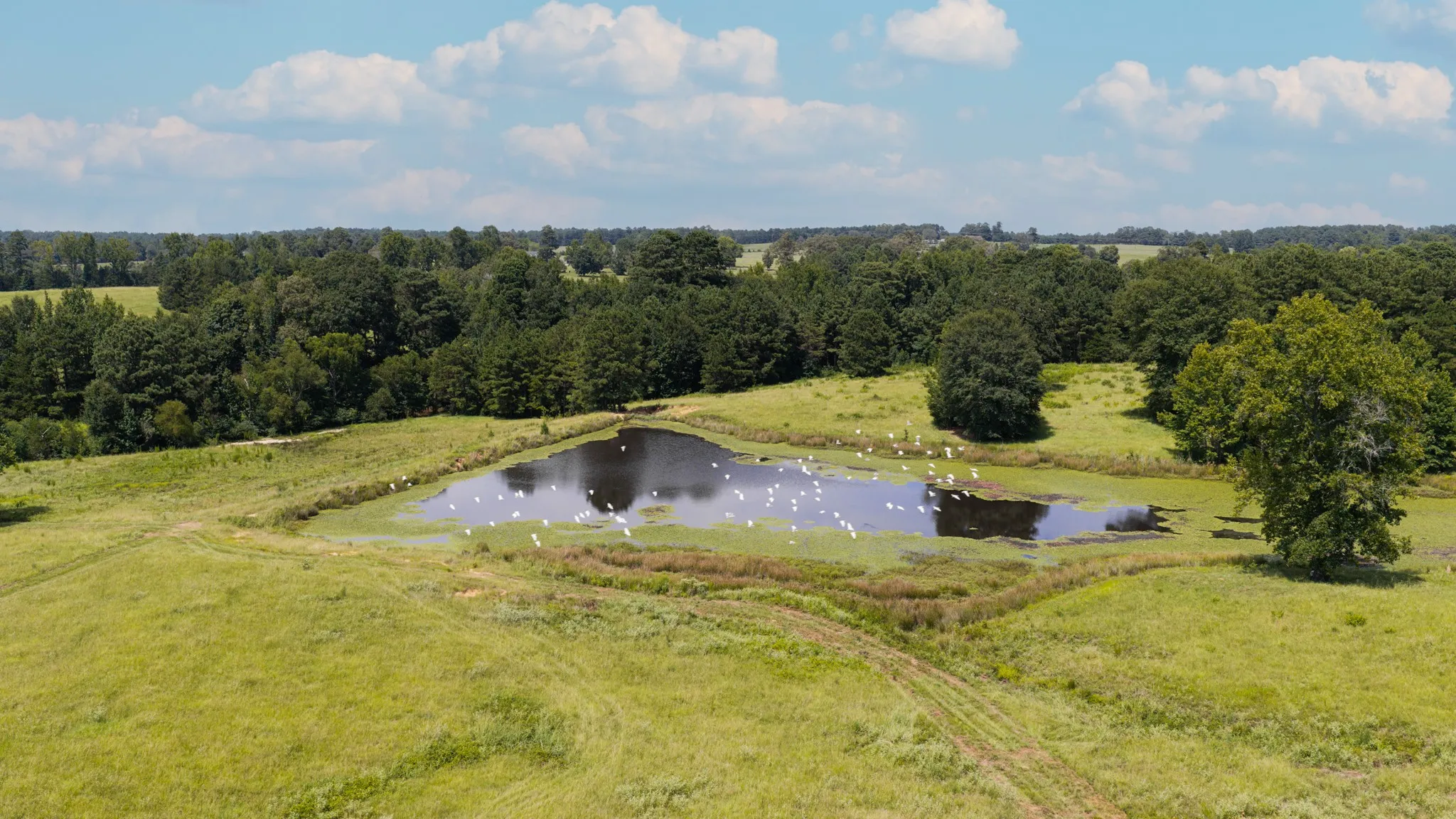 Ranch For Sale in Cass County , 2111 County Road 4335, Bivins, Texas 75555, 0, 0, Garage spaces, 0 Sqft, built in 0, Price $1,175,000, mls#21350526, Real Estate Agent in Bivins, Homes For Sale in Cass county, Homes For Sale in Bivins, Realtor in Bivins Texas, Real Estate Brokerage Independent Realty Texas, Luminita Cordes Realtor