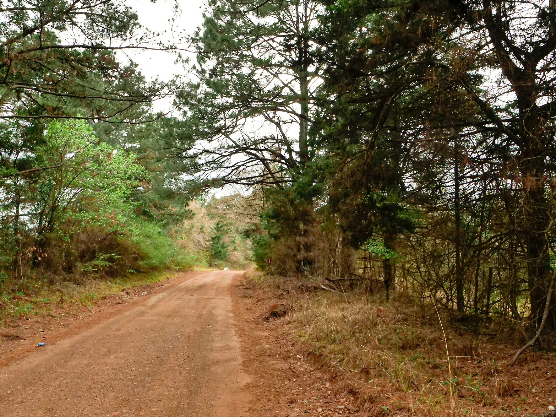 Unimproved Land For Sale in Cass County , TBD County Road 2339, Marietta, Texas 75566, 0, 0, Garage spaces, 0 Sqft, built in 0, mls#21351350, Real Estate Agent in Marietta, Homes For Sale in Cass county, Homes For Sale in Marietta, Realtor in Marietta Texas, Real Estate Brokerage Independent Realty Texas, Luminita Cordes Realtor
