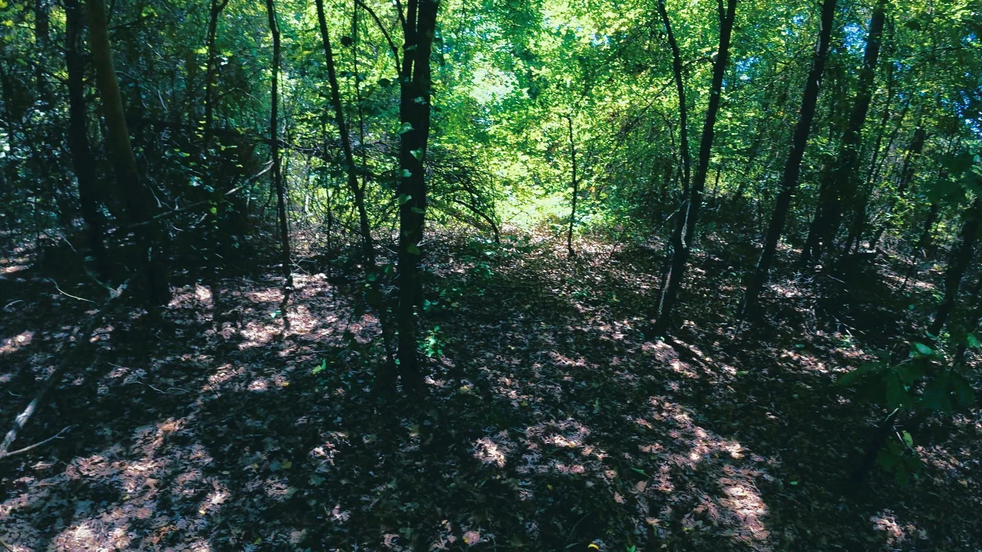 Unimproved Land For Sale in Camp County , TBD40 CR 4244, Pittsburg, Texas 75686, 0, 0, Garage spaces, 0 Sqft, built in 0, mls#21351401, Real Estate Agent in Pittsburg, Homes For Sale in Camp county, Homes For Sale in Pittsburg, Realtor in Pittsburg Texas, Real Estate Brokerage Independent Realty Texas, Luminita Cordes Realtor